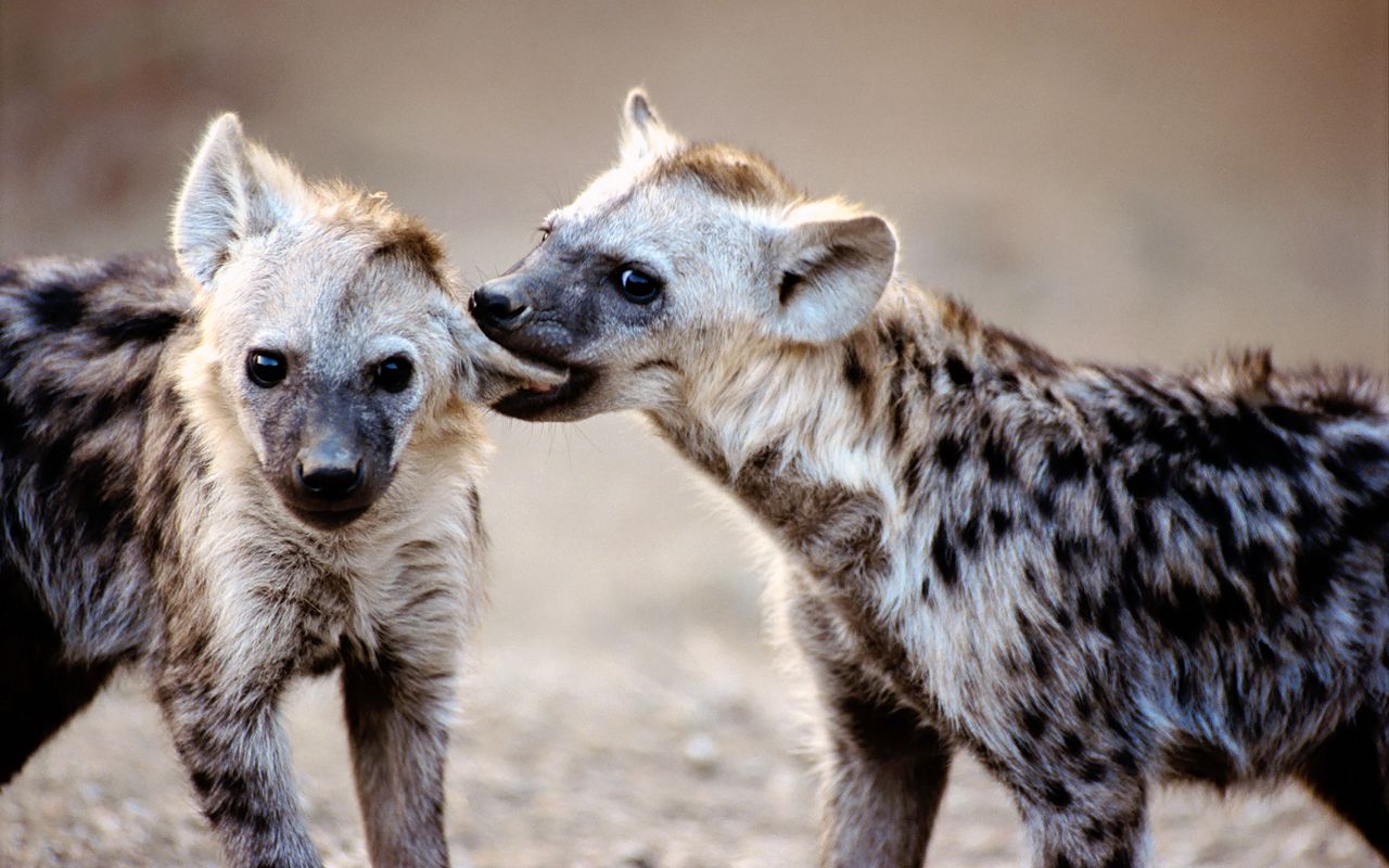 1477589 descargar imagen animales, hiena: fondos de pantalla y protectores de pantalla gratis