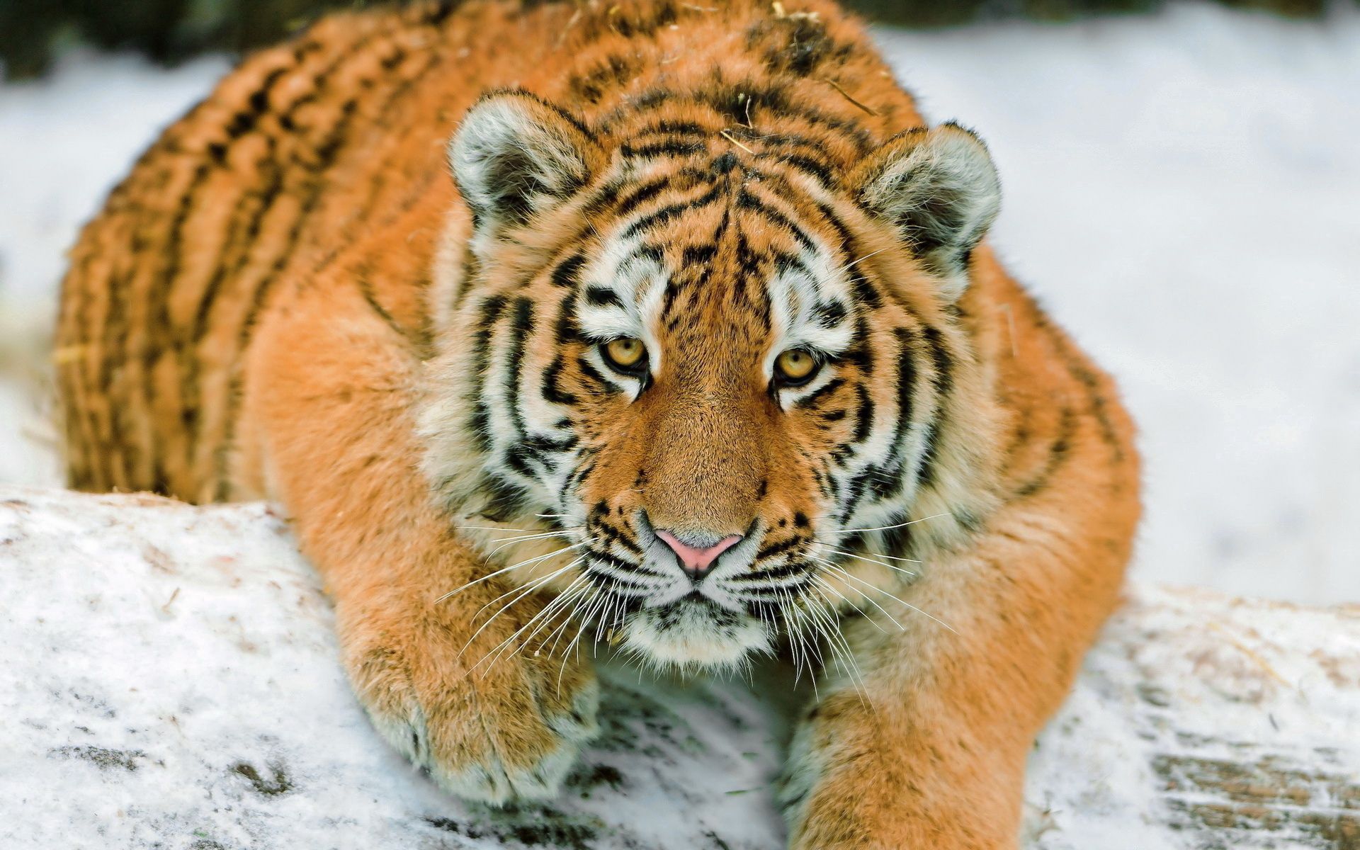 Download mobile wallpaper Snow, Lie, Animals, To Lie Down, Predator, Big Cat, Tiger for free.