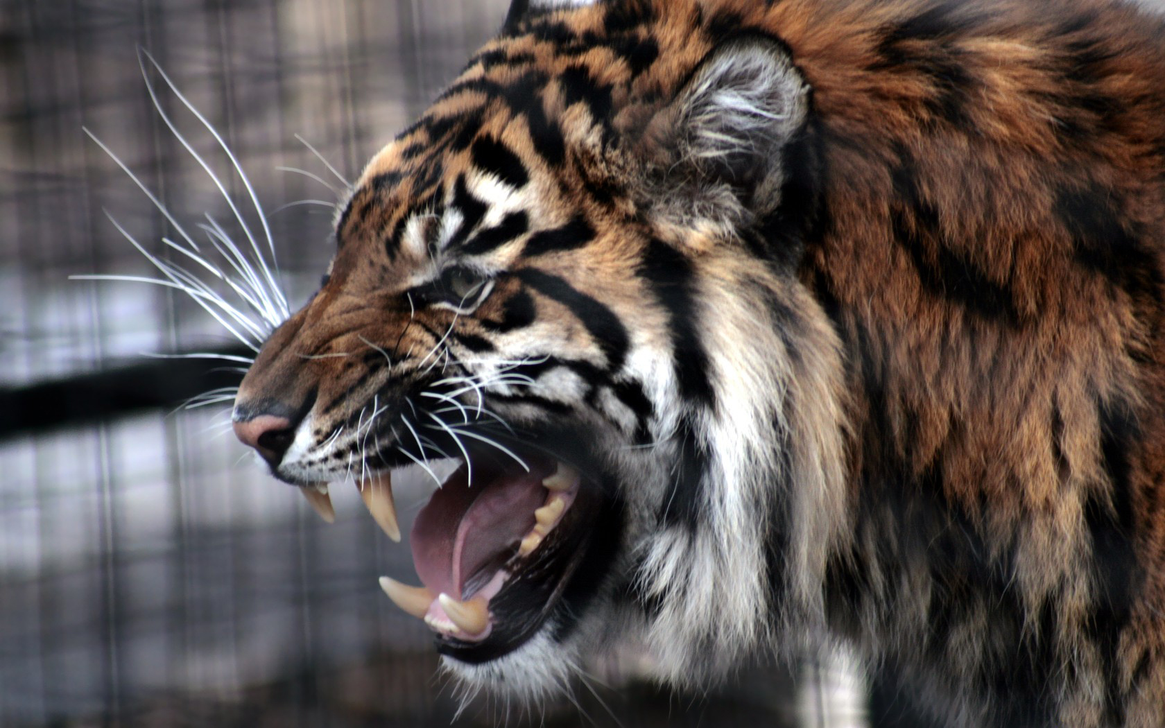 Handy-Wallpaper Tiere, Katzen, Tiger kostenlos herunterladen.