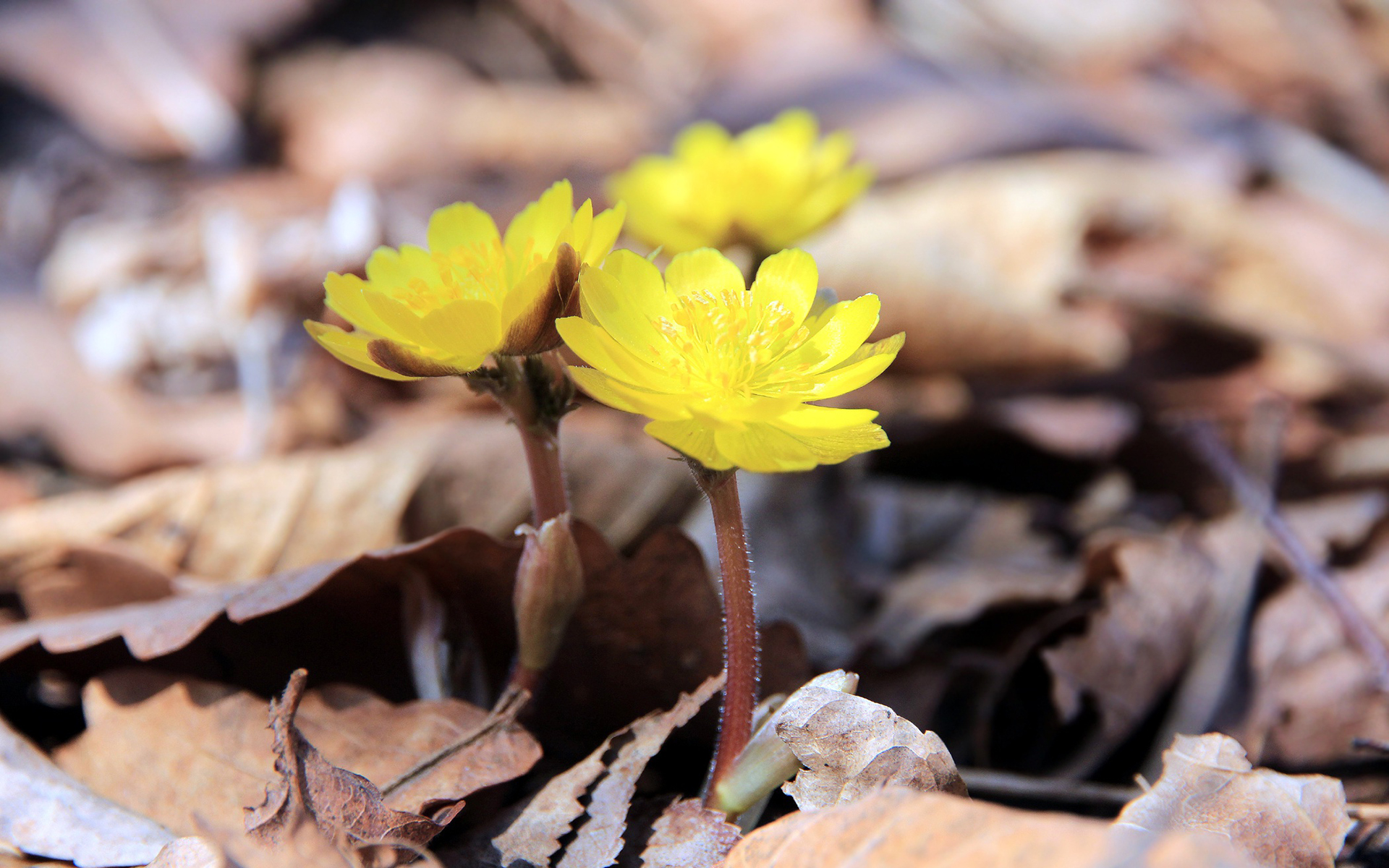 Laden Sie das Blumen, Blume, Frühling, Gelbe Blume, Erde/natur-Bild kostenlos auf Ihren PC-Desktop herunter