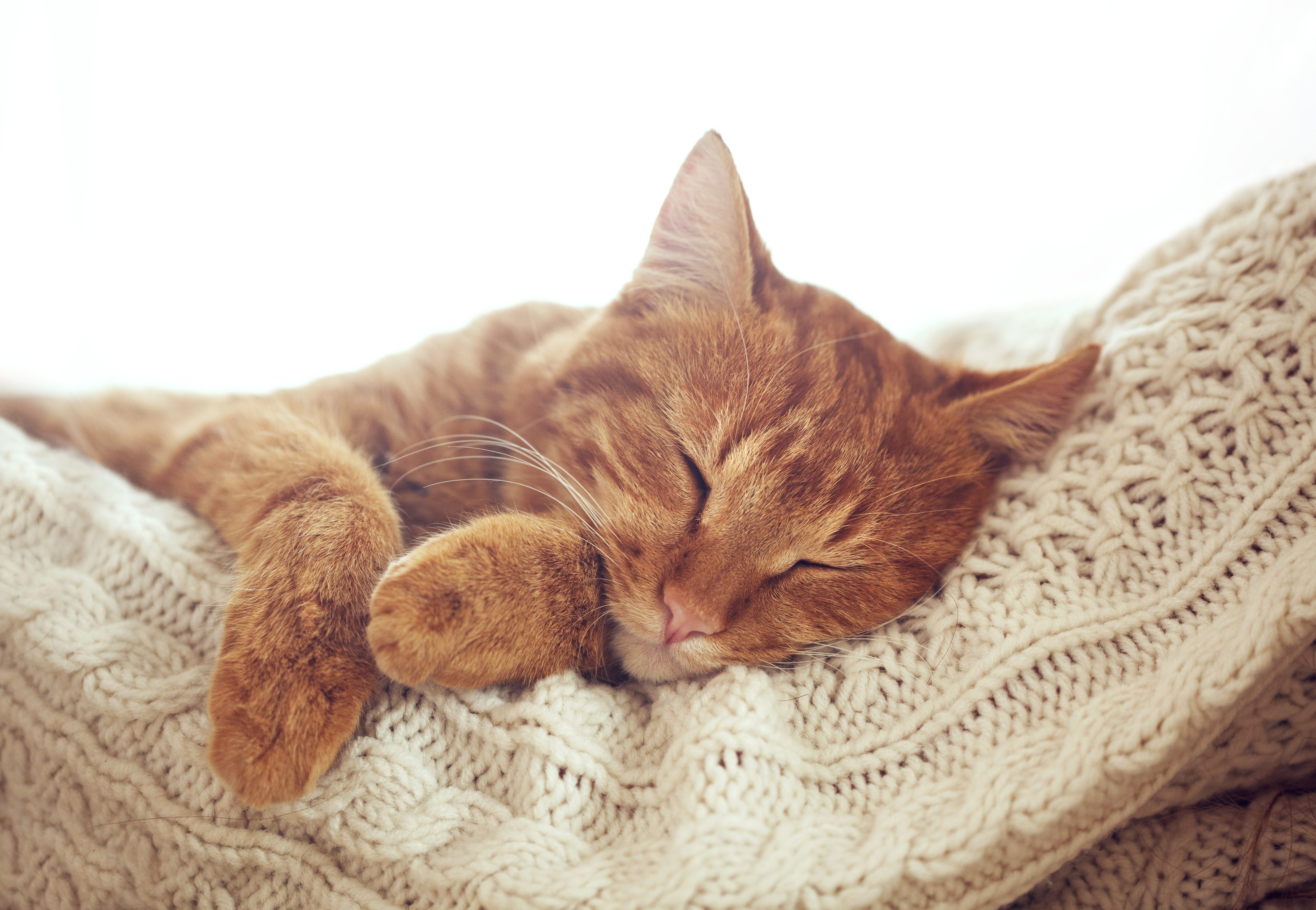 PCデスクトップに動物, ネコ, 猫, 睡眠画像を無料でダウンロード