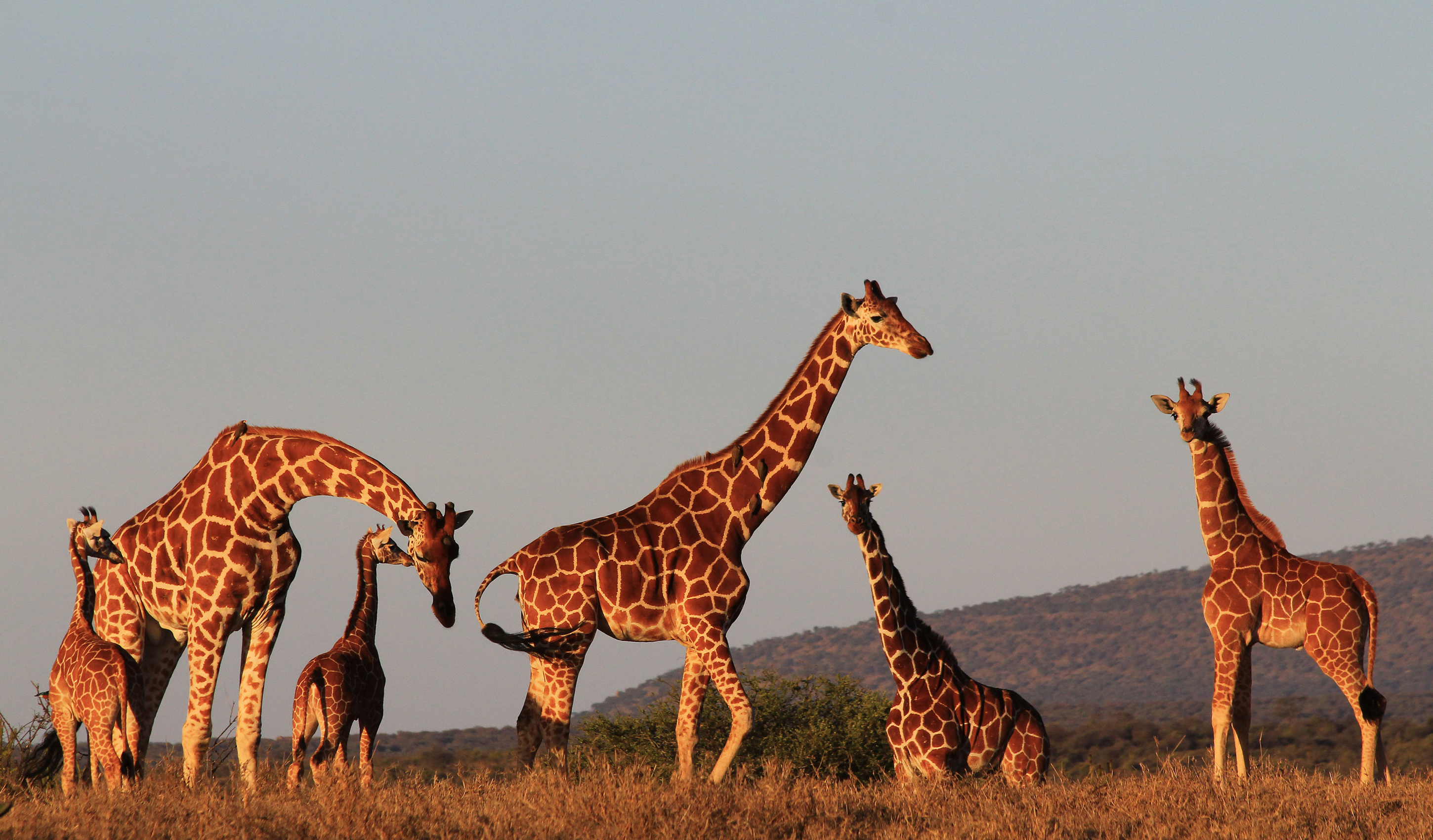Téléchargez des papiers peints mobile Animaux, Girafe, Bébé Animal gratuitement.