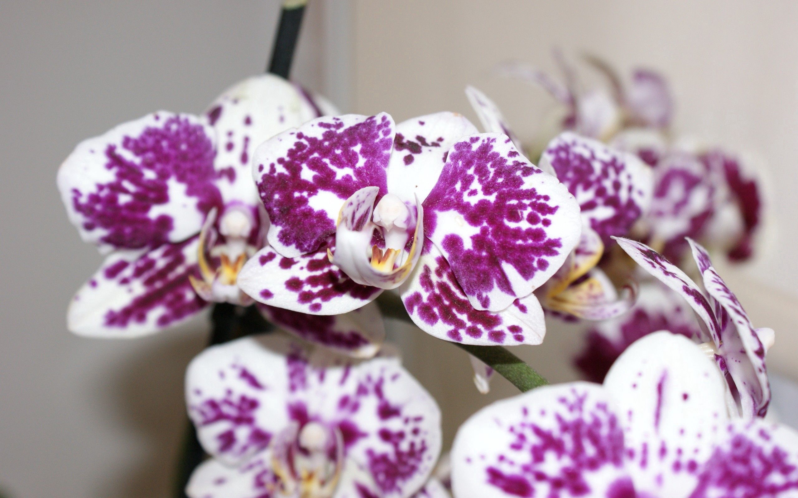 Download mobile wallpaper Macro, Orchid, Petals, Flower, Spots, Stains for free.