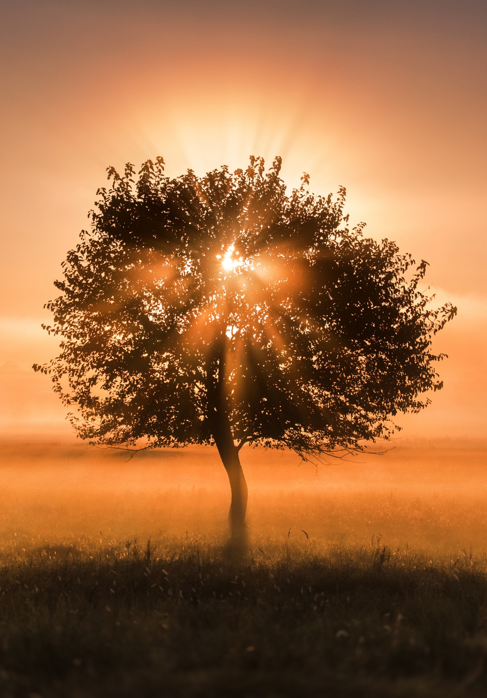Free download wallpaper Nature, Trees, Sunset, Tree, Fog, Sunrise, Earth on your PC desktop