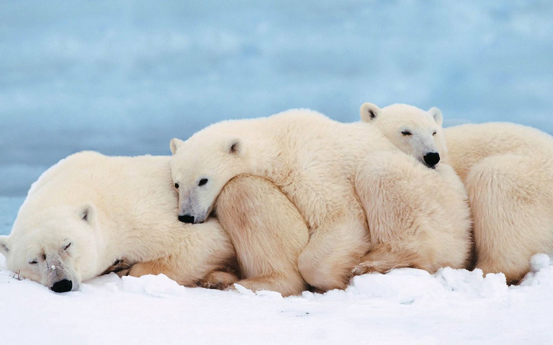 56414 télécharger le fond d'écran ours polaires, animaux, jeune, une famille, famille, dormir, rêve, joey, des ours blancs - économiseurs d'écran et images gratuitement