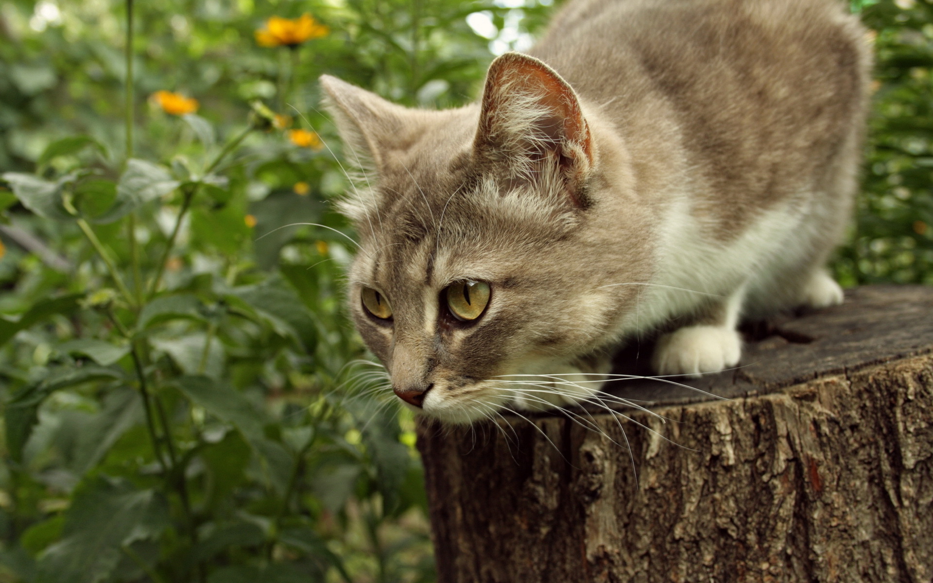 Descarga gratis la imagen Animales, Gatos, Gato en el escritorio de tu PC