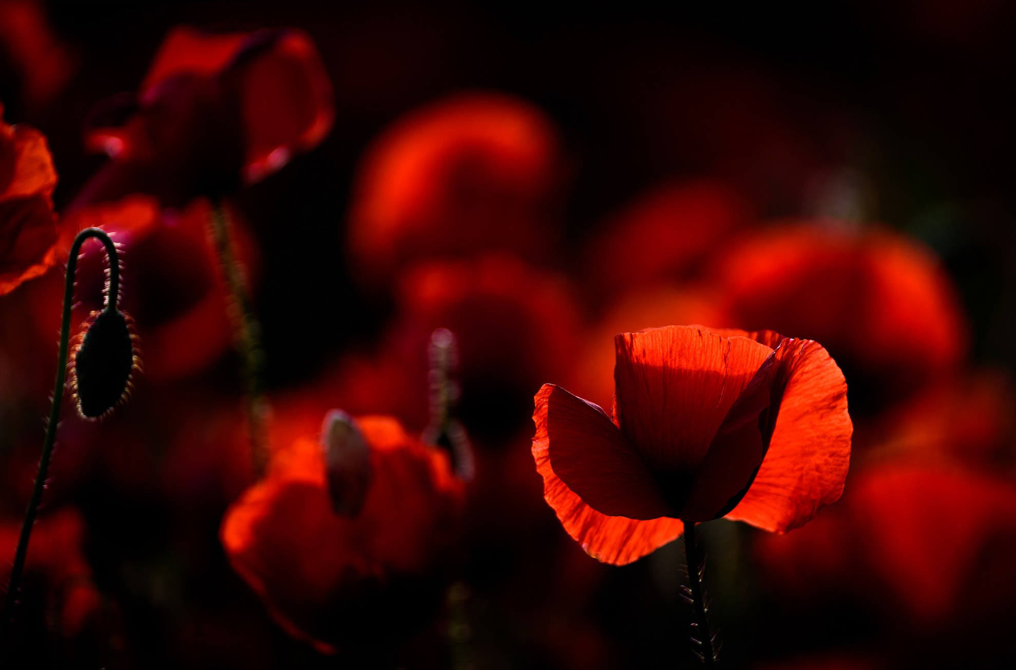 414266 Bildschirmschoner und Hintergrundbilder Blumen auf Ihrem Telefon. Laden Sie  Bilder kostenlos herunter