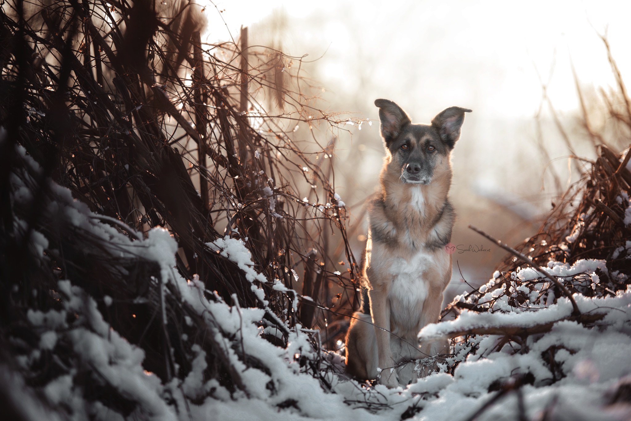 Download mobile wallpaper Winter, Dogs, Snow, Dog, Animal for free.