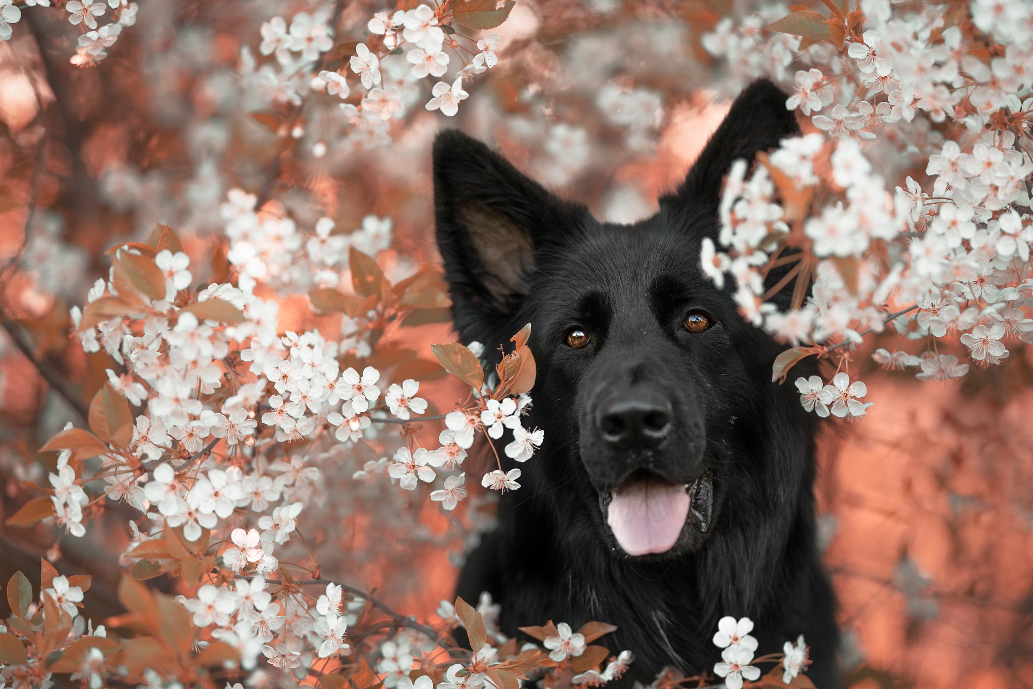 Free download wallpaper Dogs, Dog, Animal, German Shepherd, Blossom on your PC desktop