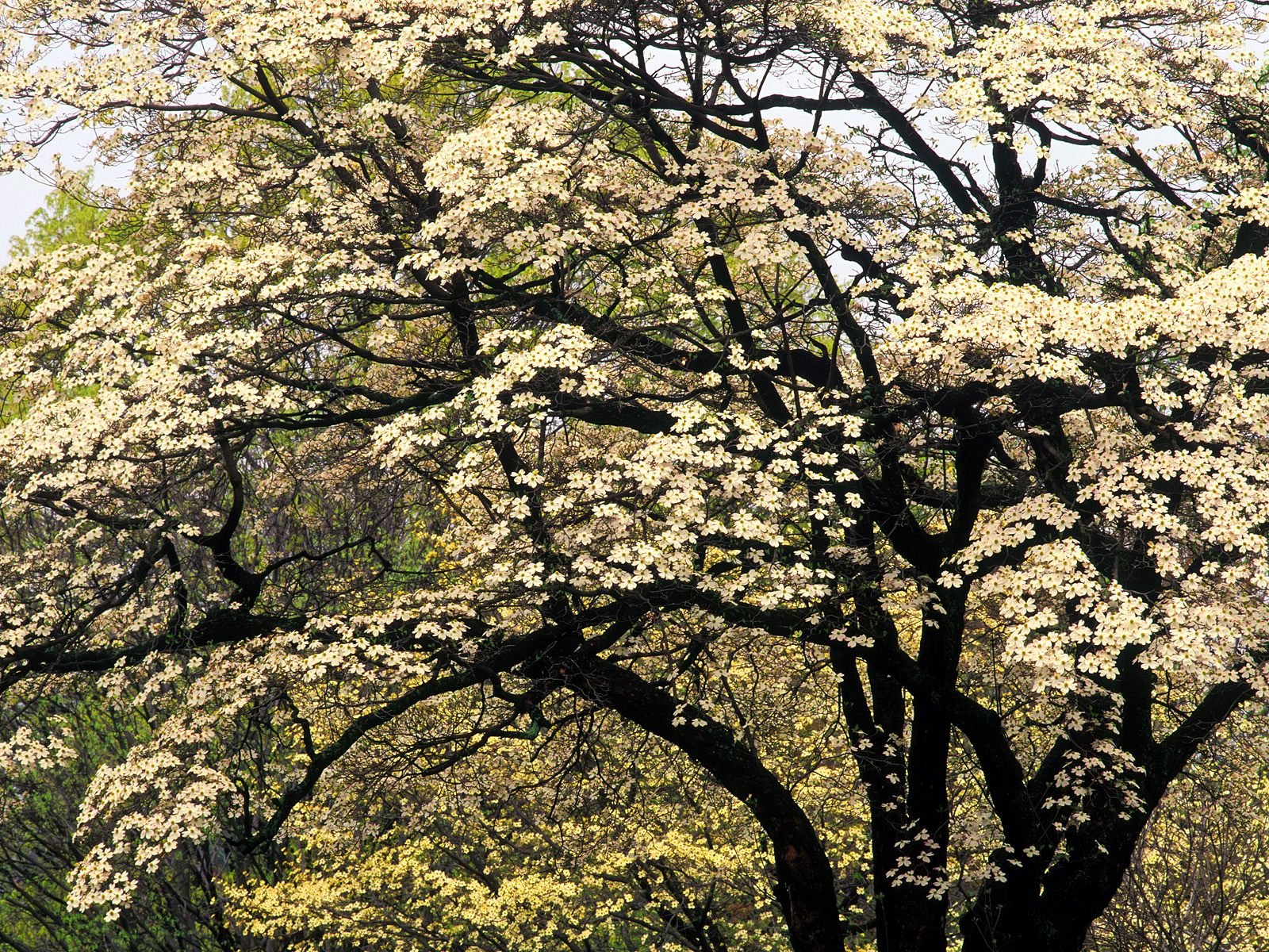 Скачать обои бесплатно Деревья, Дерево, Цветущие, Белый Цветок, Земля/природа картинка на рабочий стол ПК