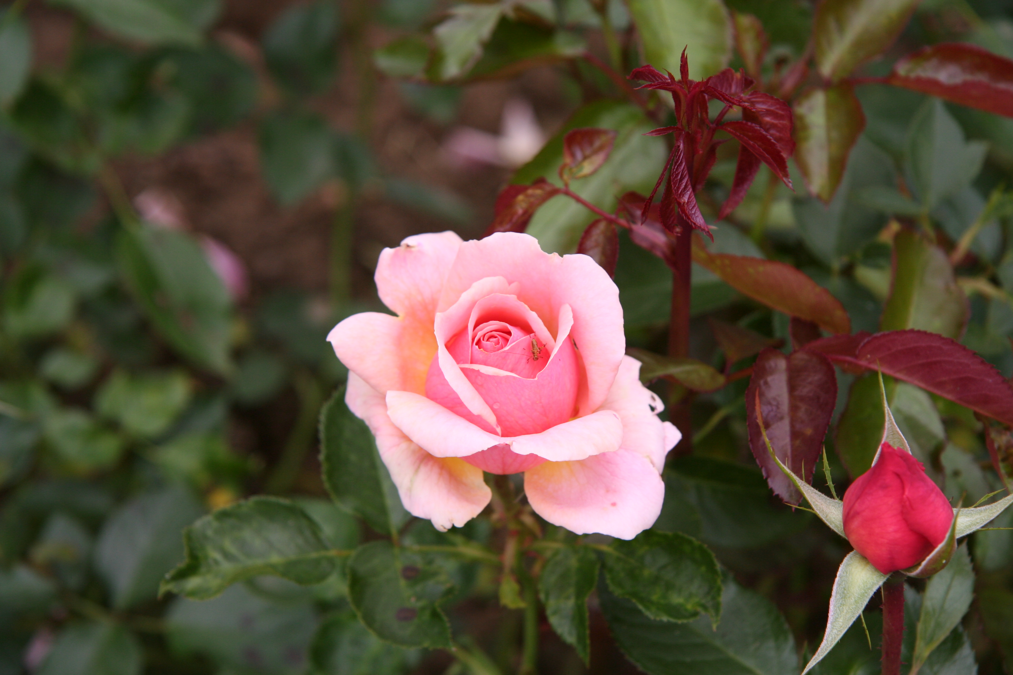 Descarga gratis la imagen Flores, Rosa, Tierra/naturaleza en el escritorio de tu PC