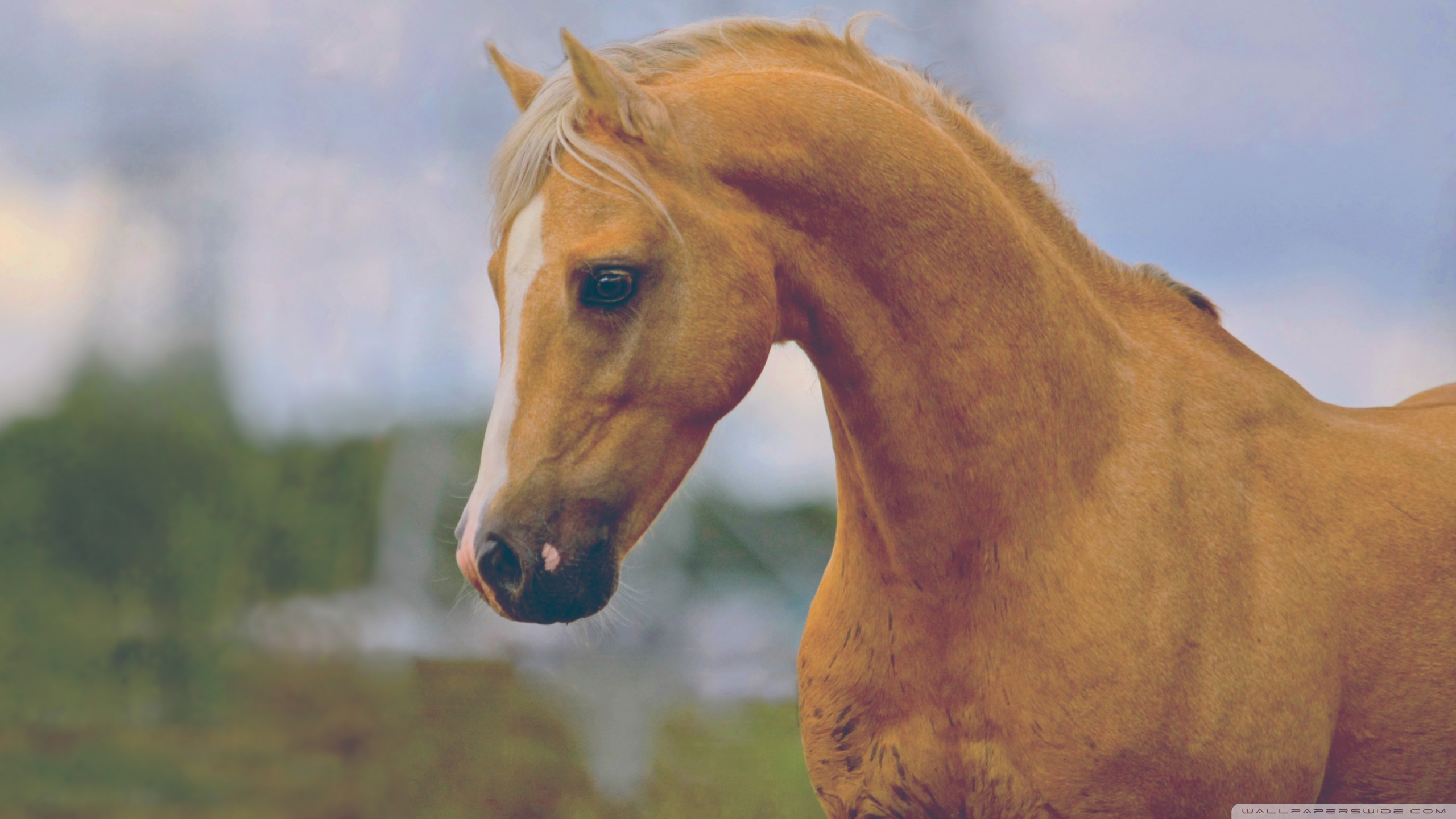 PCデスクトップに動物, 馬画像を無料でダウンロード