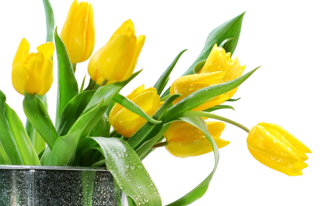 Descarga gratuita de fondo de pantalla para móvil de Flores, Plantas, Bouquets, Tulipanes.