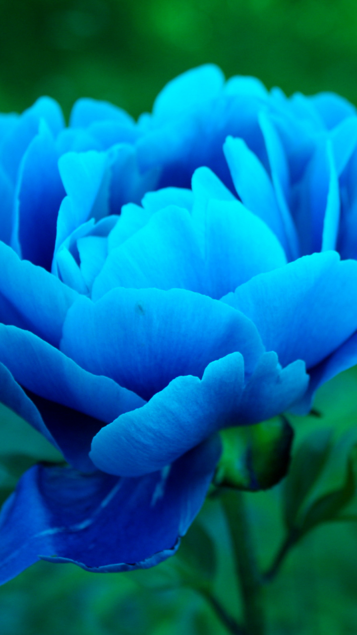 Descarga gratuita de fondo de pantalla para móvil de Flores, Flor, De Cerca, Tierra/naturaleza, Flor Azul, Peonia.