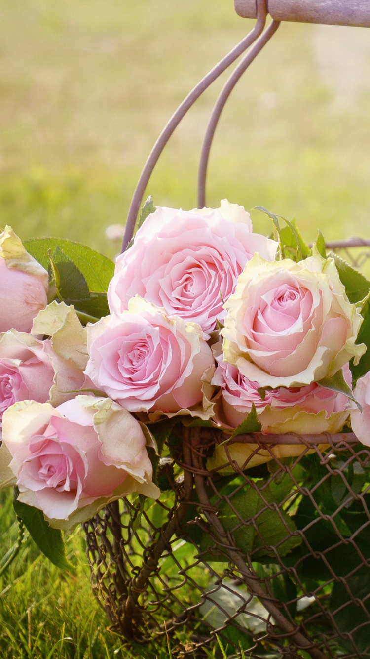 Download mobile wallpaper Flowers, Rose, Earth, Basket, Pink Rose for free.