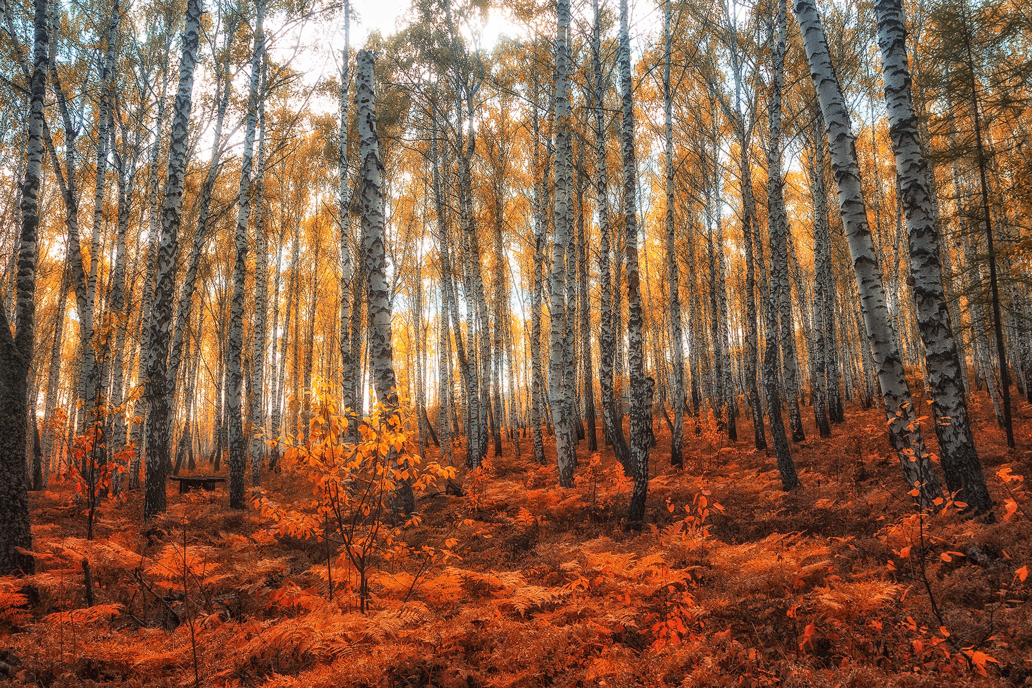 Baixe gratuitamente a imagem Natureza, Outono, Samambaia, Floresta, Árvore, Terra/natureza na área de trabalho do seu PC