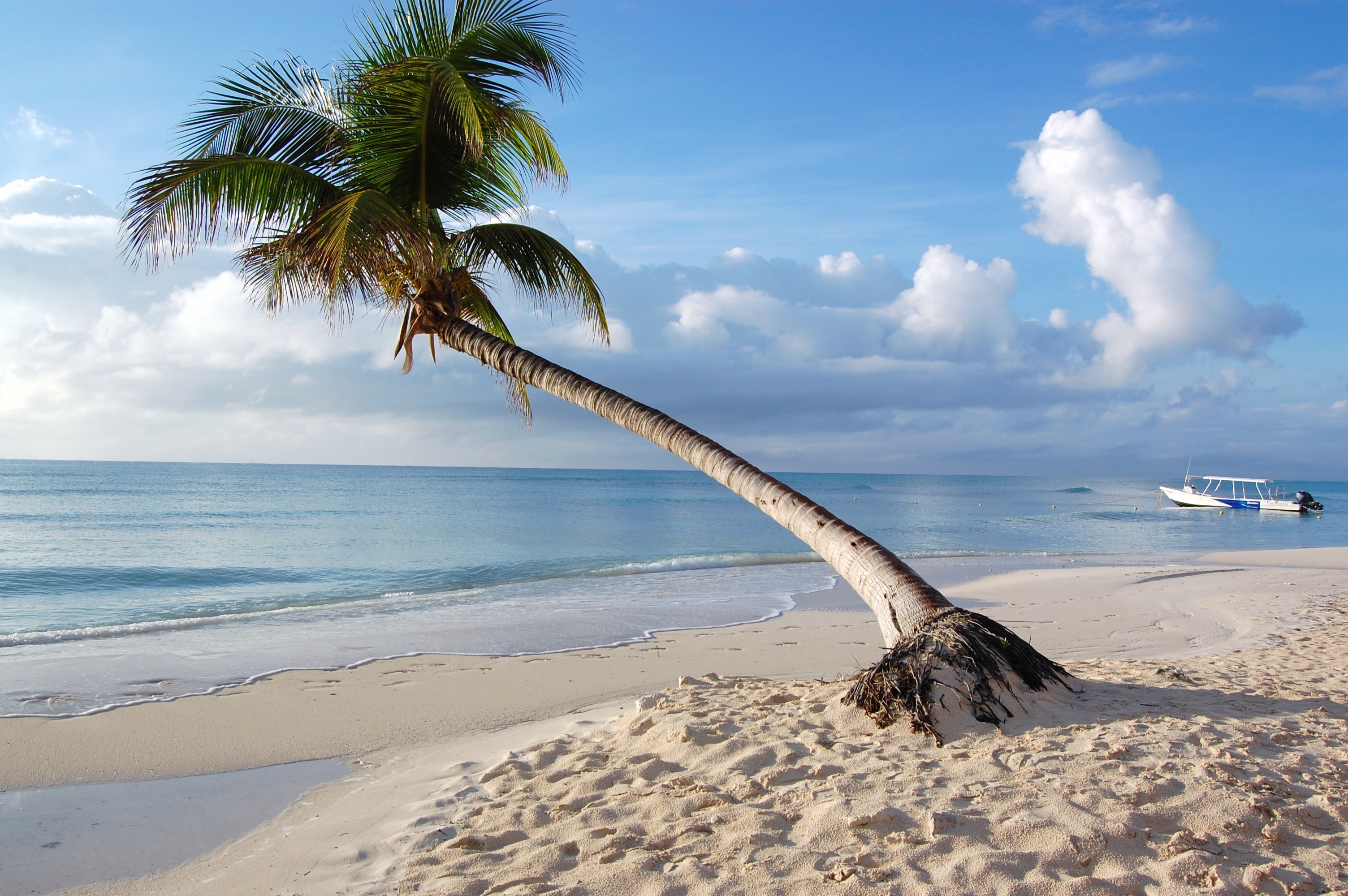 beach, nature, palm, tropics, maldives