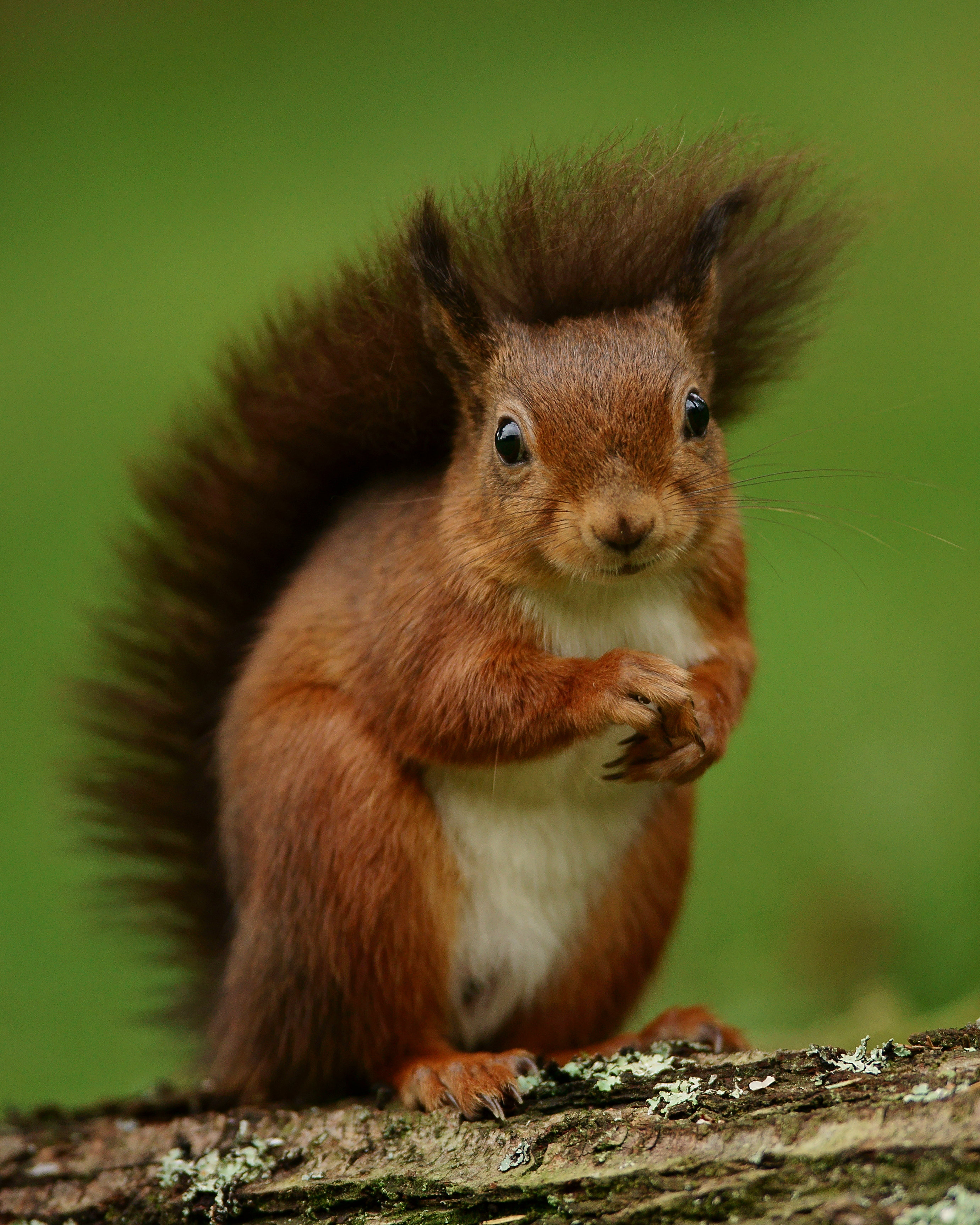 squirrel, animals, funny, fluffy, rodent