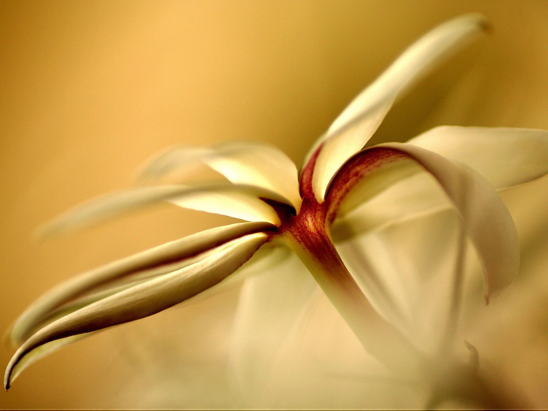 Descarga gratuita de fondo de pantalla para móvil de Flores, Flor, Tierra/naturaleza.