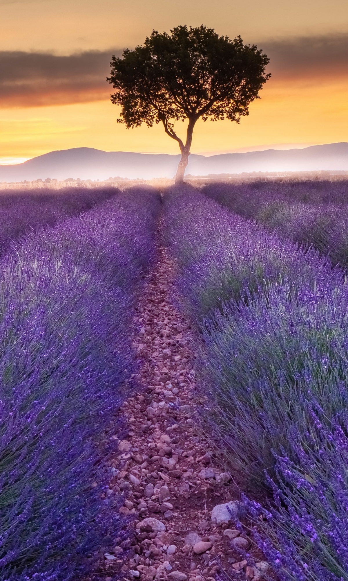 Download mobile wallpaper Flowers, Sunset, Earth, Field, Lavender for free.
