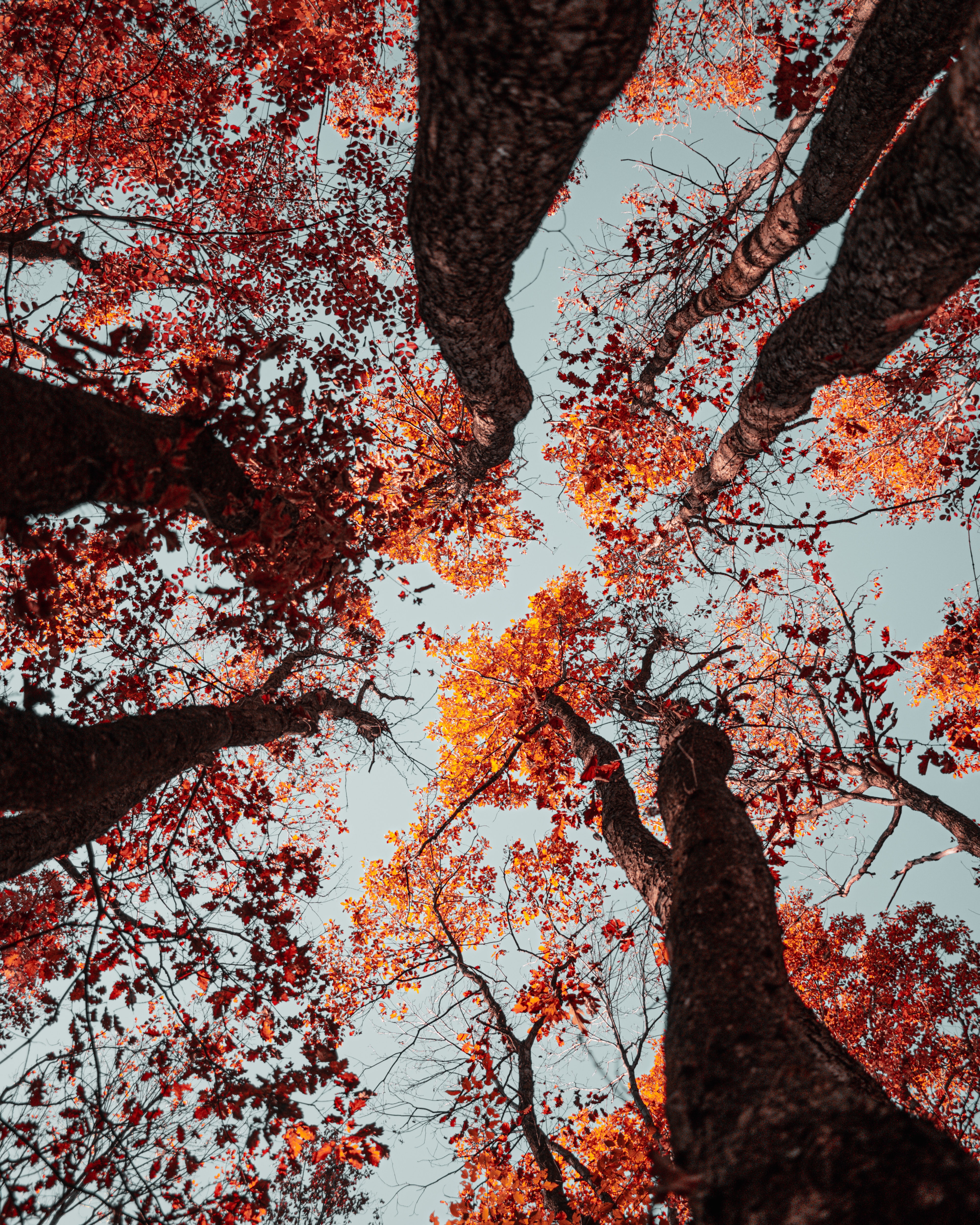 Handy-Wallpaper Natur, Bäume, Sky, Herbst kostenlos herunterladen.
