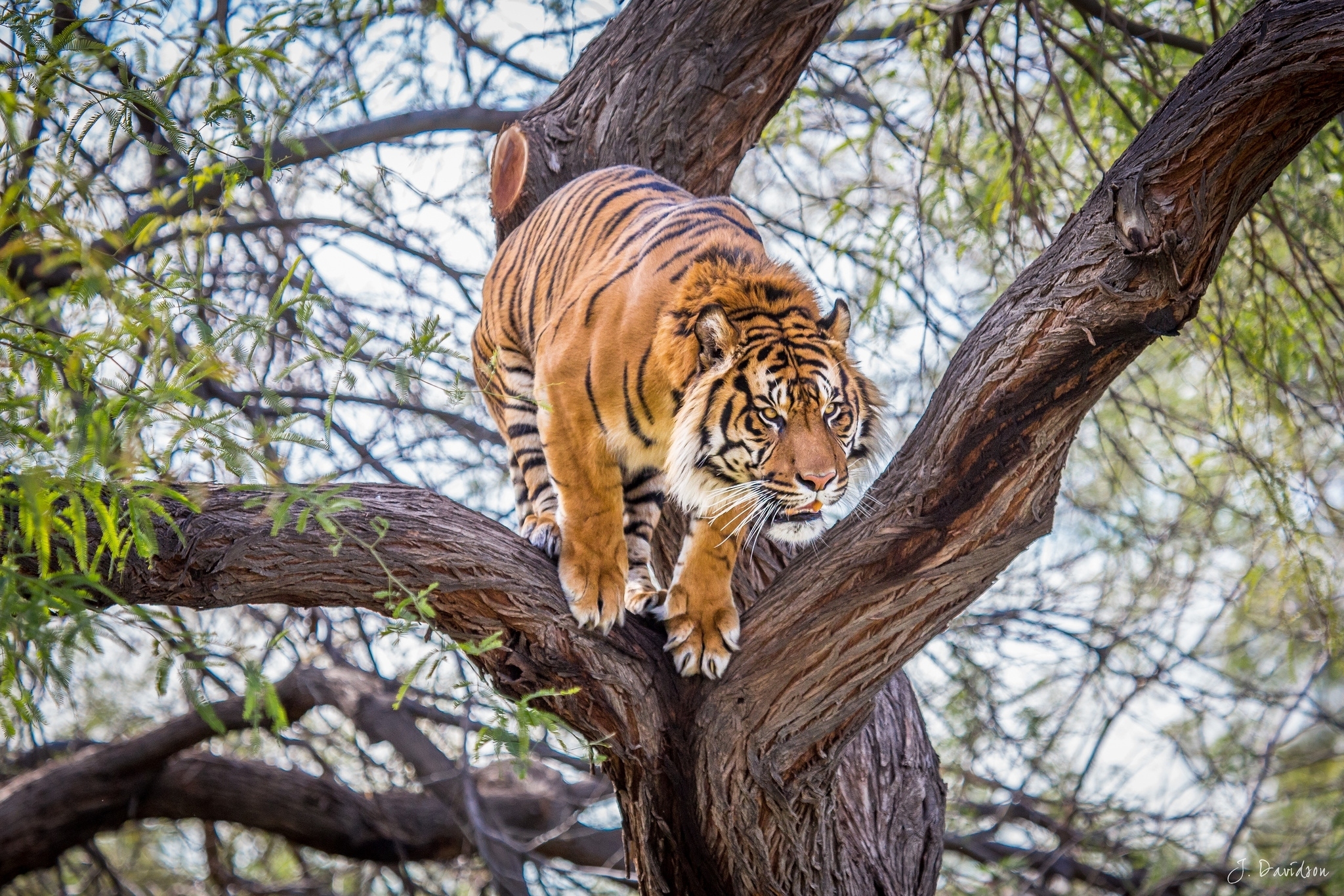 tiger, animals, wood, tree, predator images