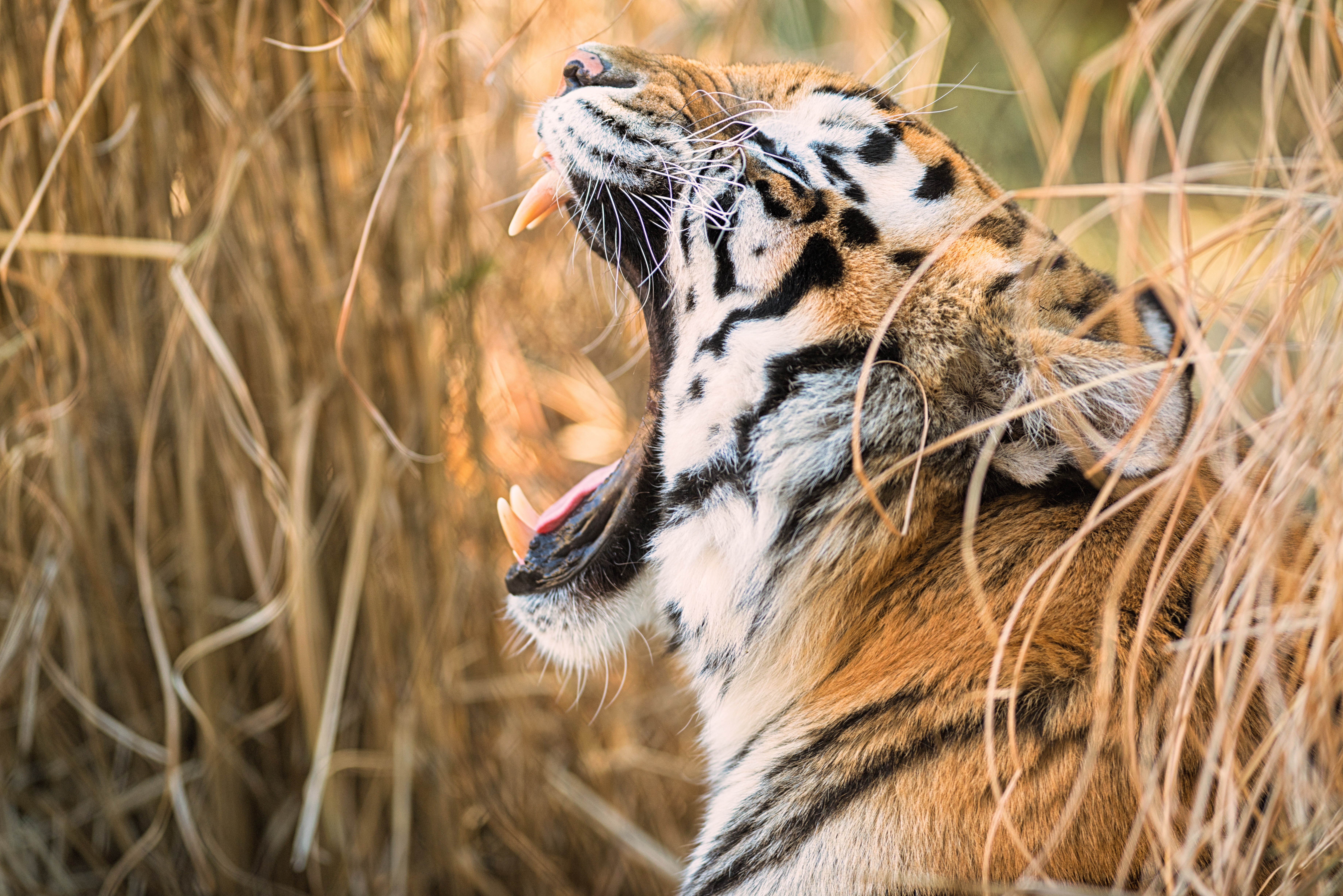 Téléchargez des papiers peints mobile Animaux, Chats, Tigre gratuitement.