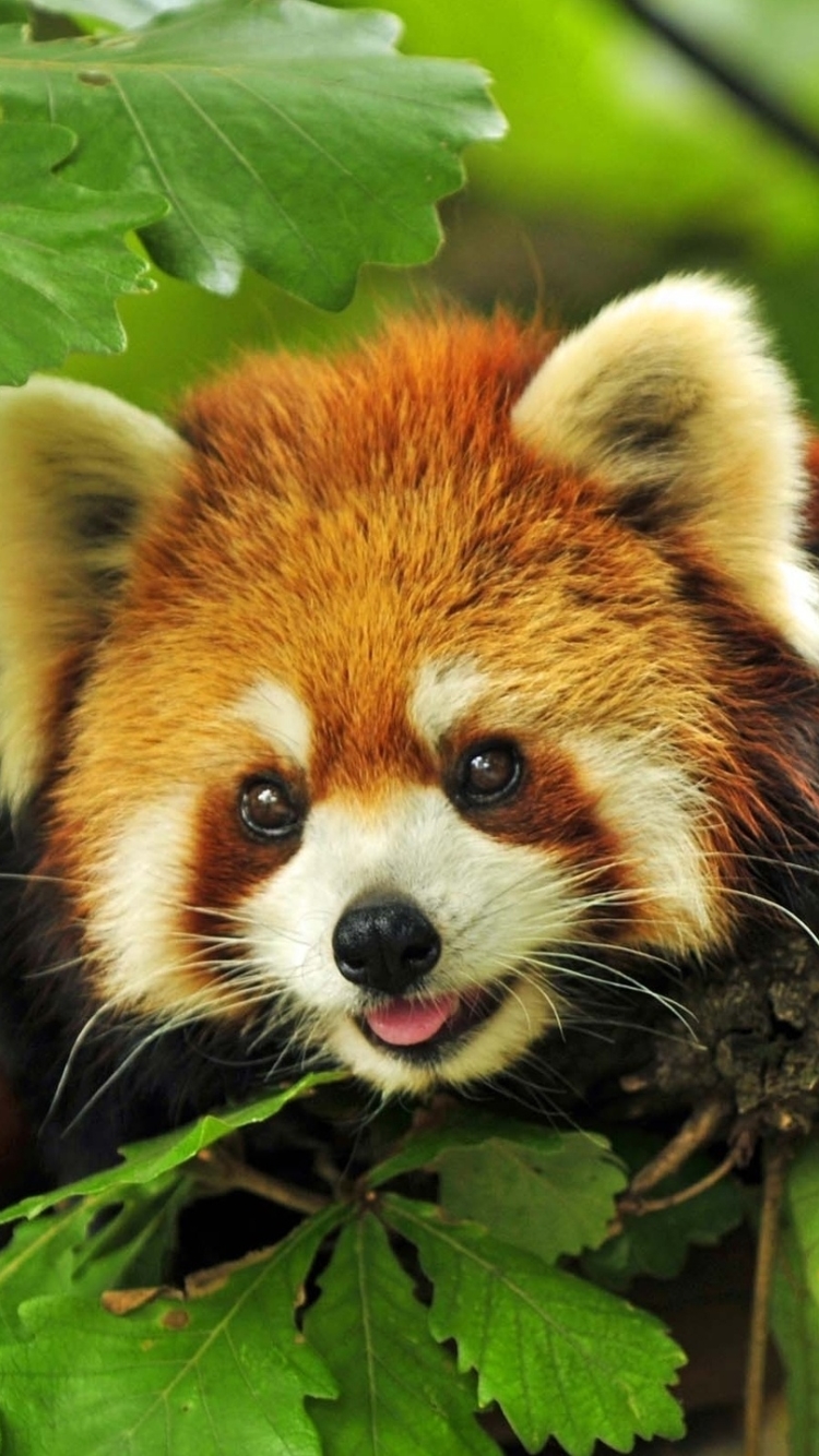 Handy-Wallpaper Tiere, Kleiner Panda kostenlos herunterladen.