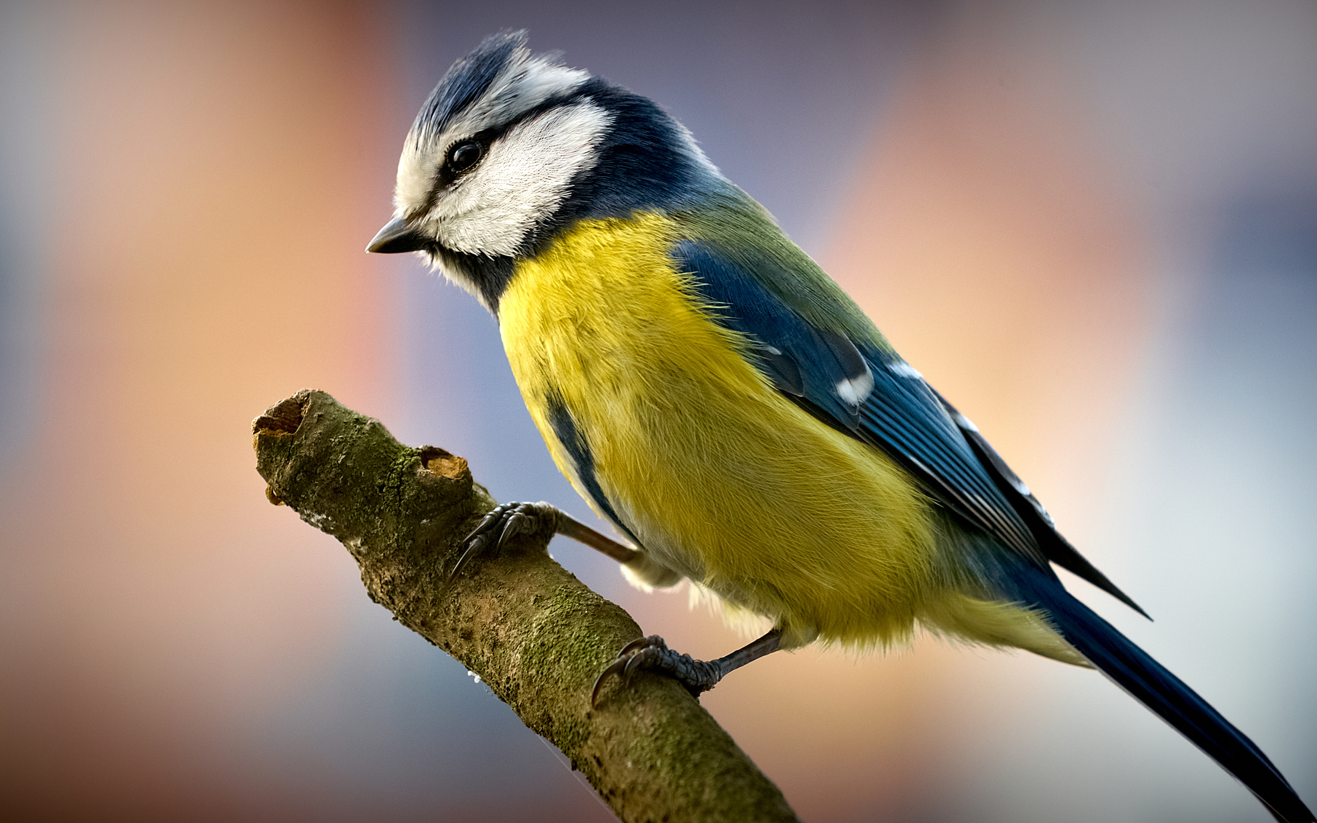 225761 Bild herunterladen tiere, meise, vogel, vögel - Hintergrundbilder und Bildschirmschoner kostenlos