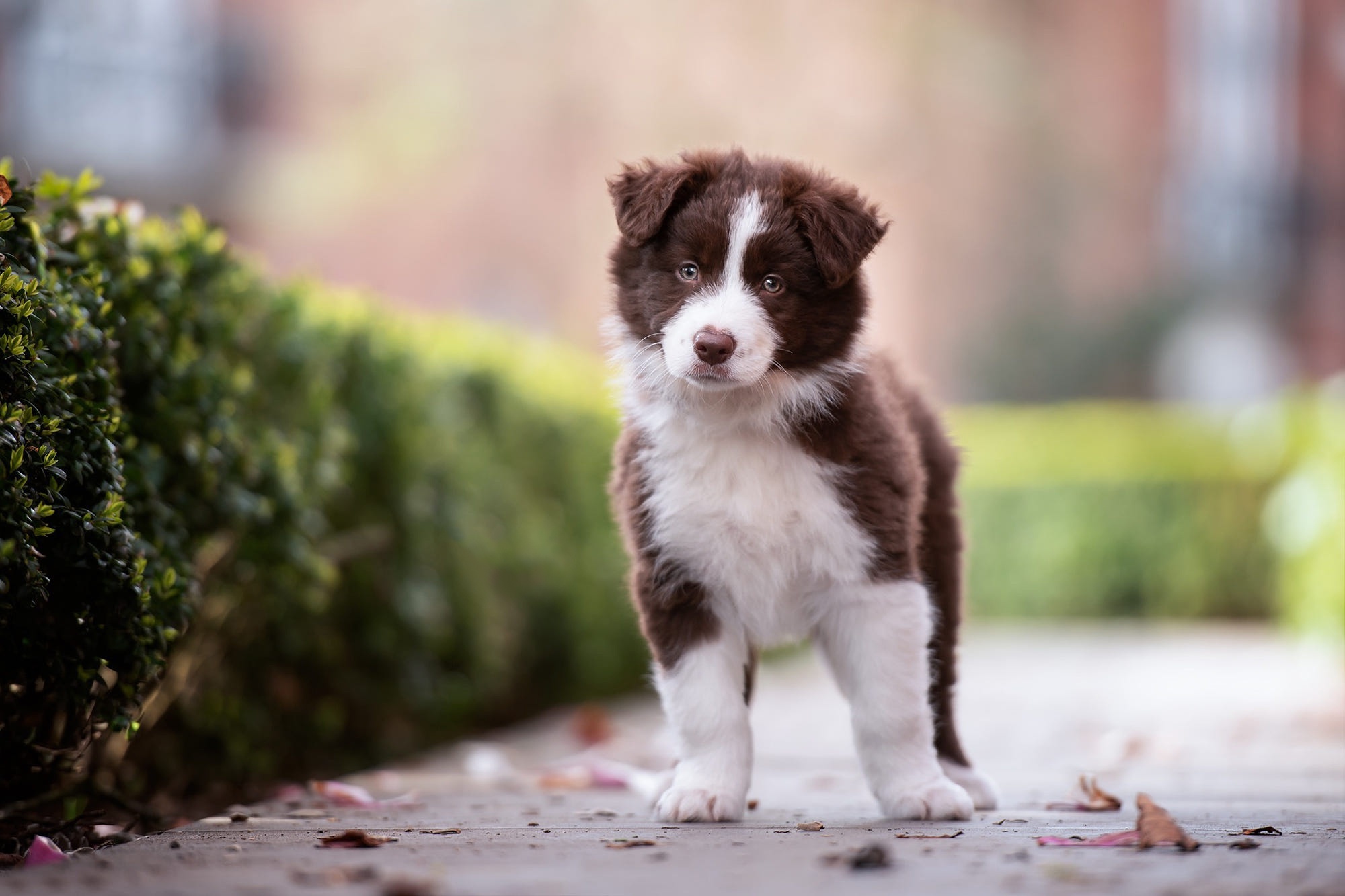 Handy-Wallpaper Tiere, Hunde, Welpen, Border Collie, Tierbaby kostenlos herunterladen.