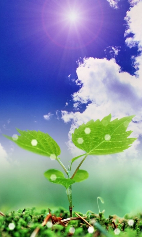 Download mobile wallpaper Sky, Plant, Close Up, Leaf, Earth, Cloud for free.