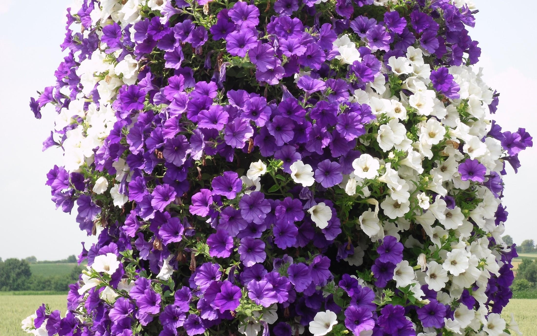 Download mobile wallpaper Flowers, Petunias, Lilac, Purple for free.