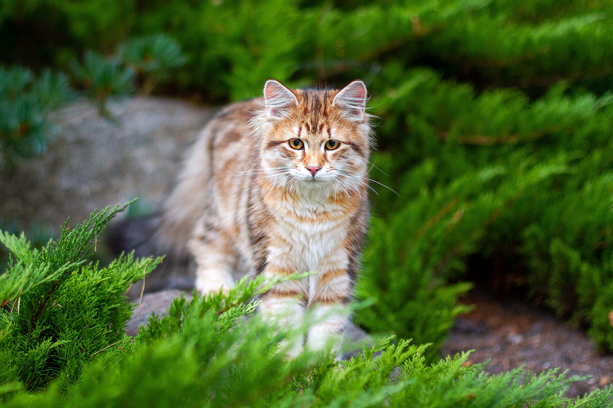 Handy-Wallpaper Tiere, Katzen, Katze kostenlos herunterladen.