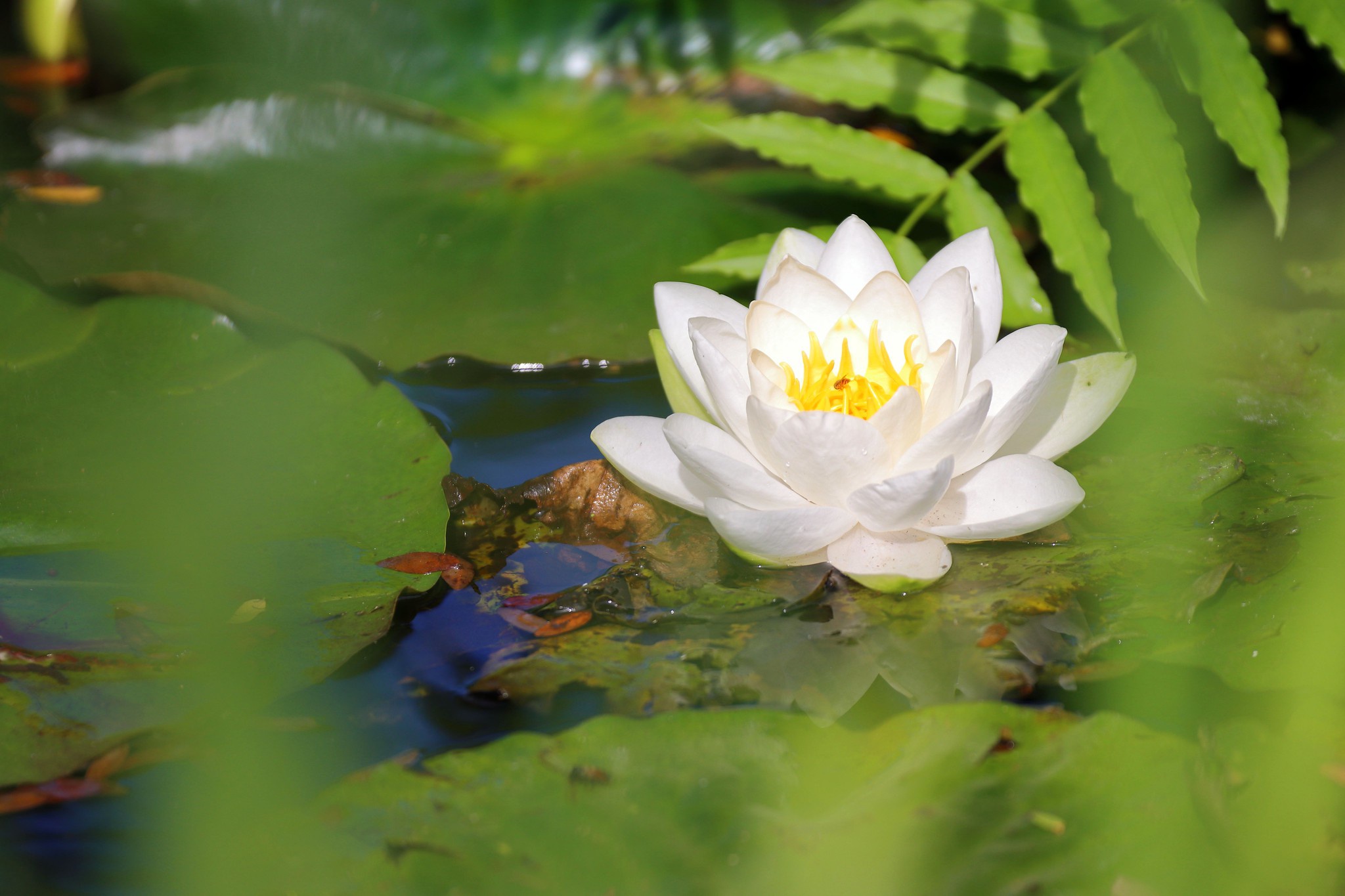 Descarga gratuita de fondo de pantalla para móvil de Flores, Flor, Nenúfar, Flor Blanca, Tierra/naturaleza.