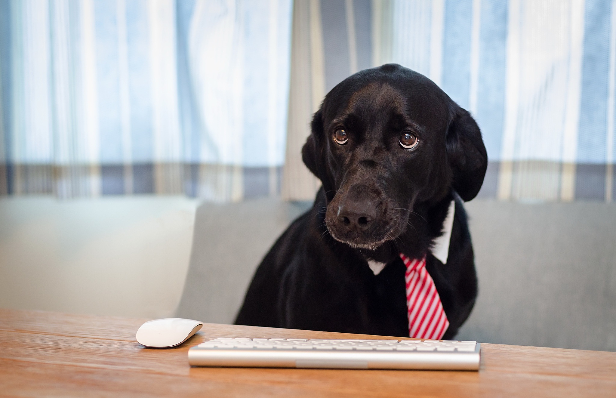 Baixe gratuitamente a imagem Animais, Cães, Cão na área de trabalho do seu PC