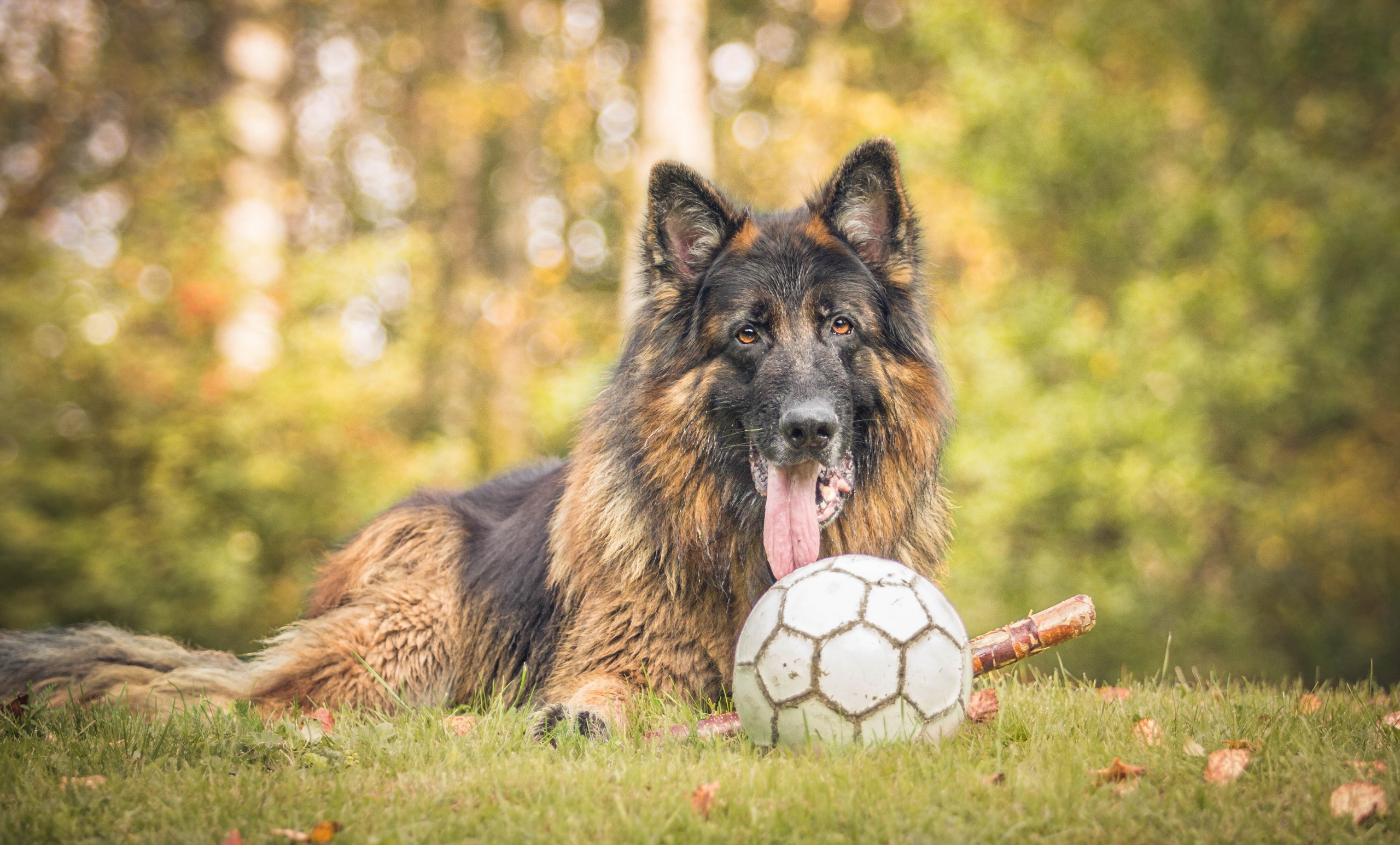 Laden Sie das Tiere, Hunde, Hund, Ball, Schäferhund, Bokeh, Gras-Bild kostenlos auf Ihren PC-Desktop herunter