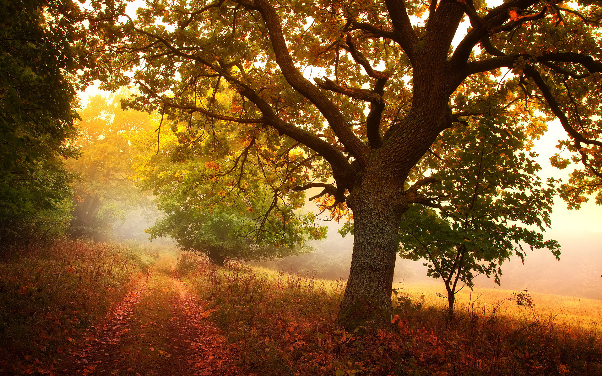 PCデスクトップに道路, 秋, 葉, オレンジ, 風景画像を無料でダウンロード