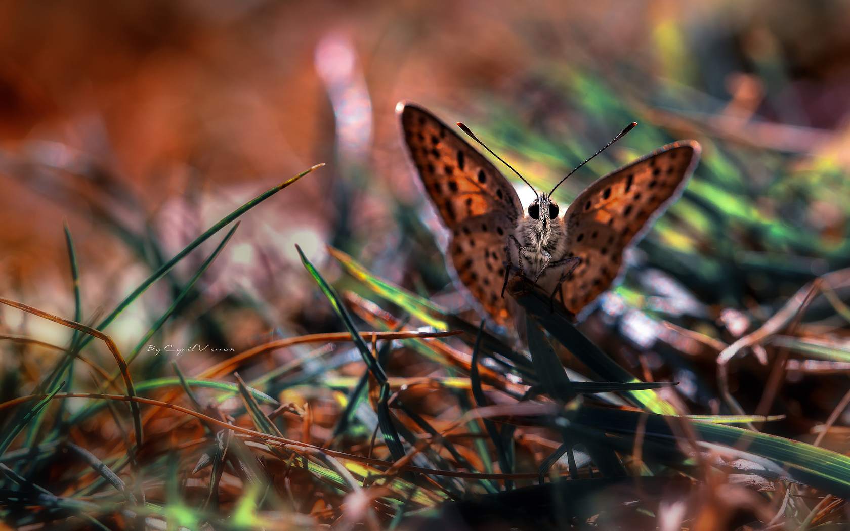 Descarga gratuita de fondo de pantalla para móvil de Animales, Mariposa.