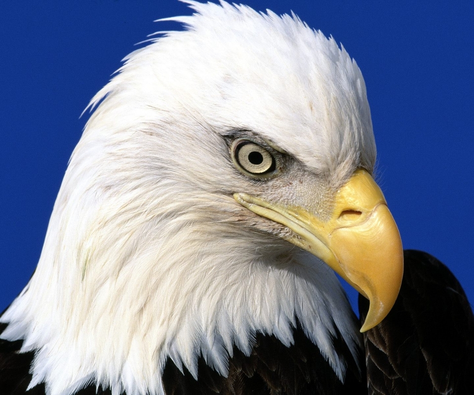 Descarga gratuita de fondo de pantalla para móvil de Animales, Águila Calva, Aves.