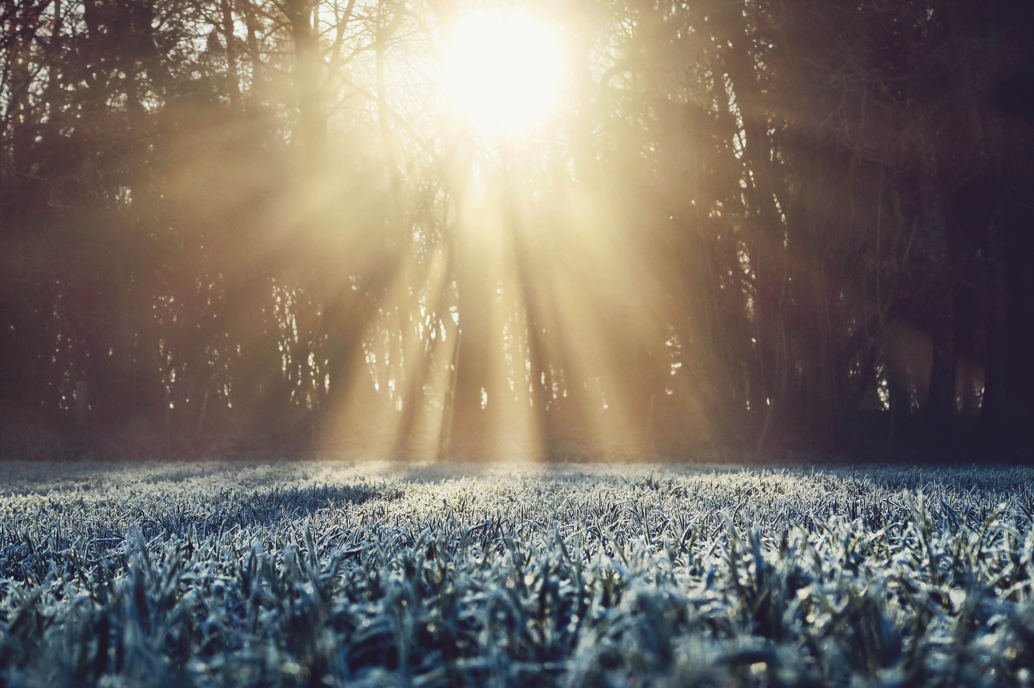 Free download wallpaper Nature, Grass, Frost, Hoarfrost, Sunlight on your PC desktop