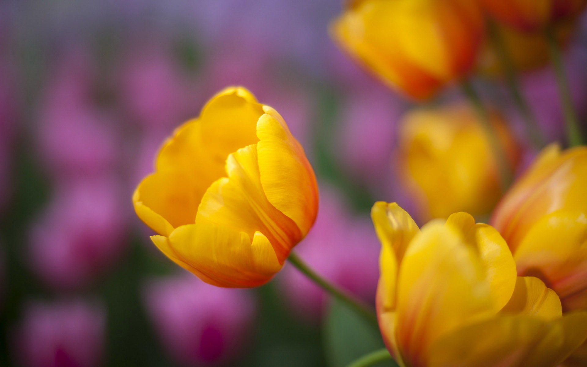 Download mobile wallpaper Flowers, Earth, Tulip for free.