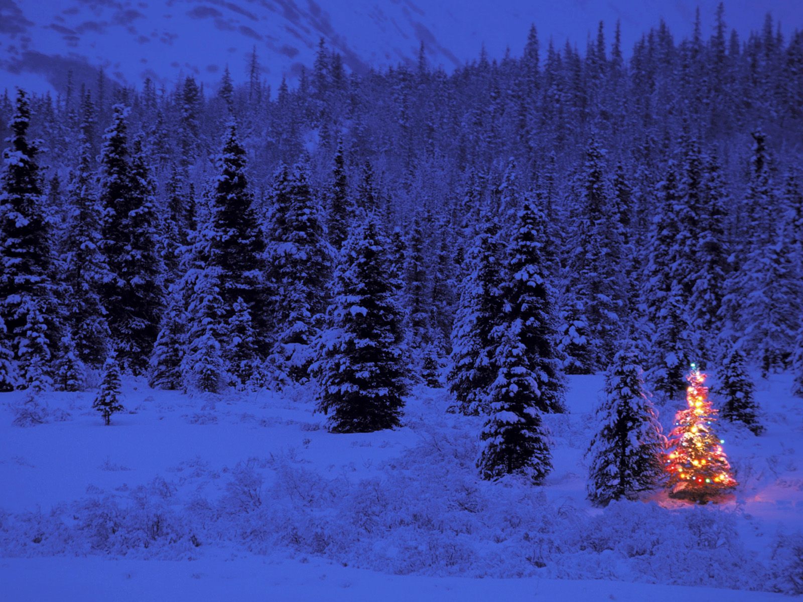 1077166 Hintergrundbild herunterladen weihnachten, schnee, feiertage, weihnachtsbaum, wald, winter - Bildschirmschoner und Bilder kostenlos