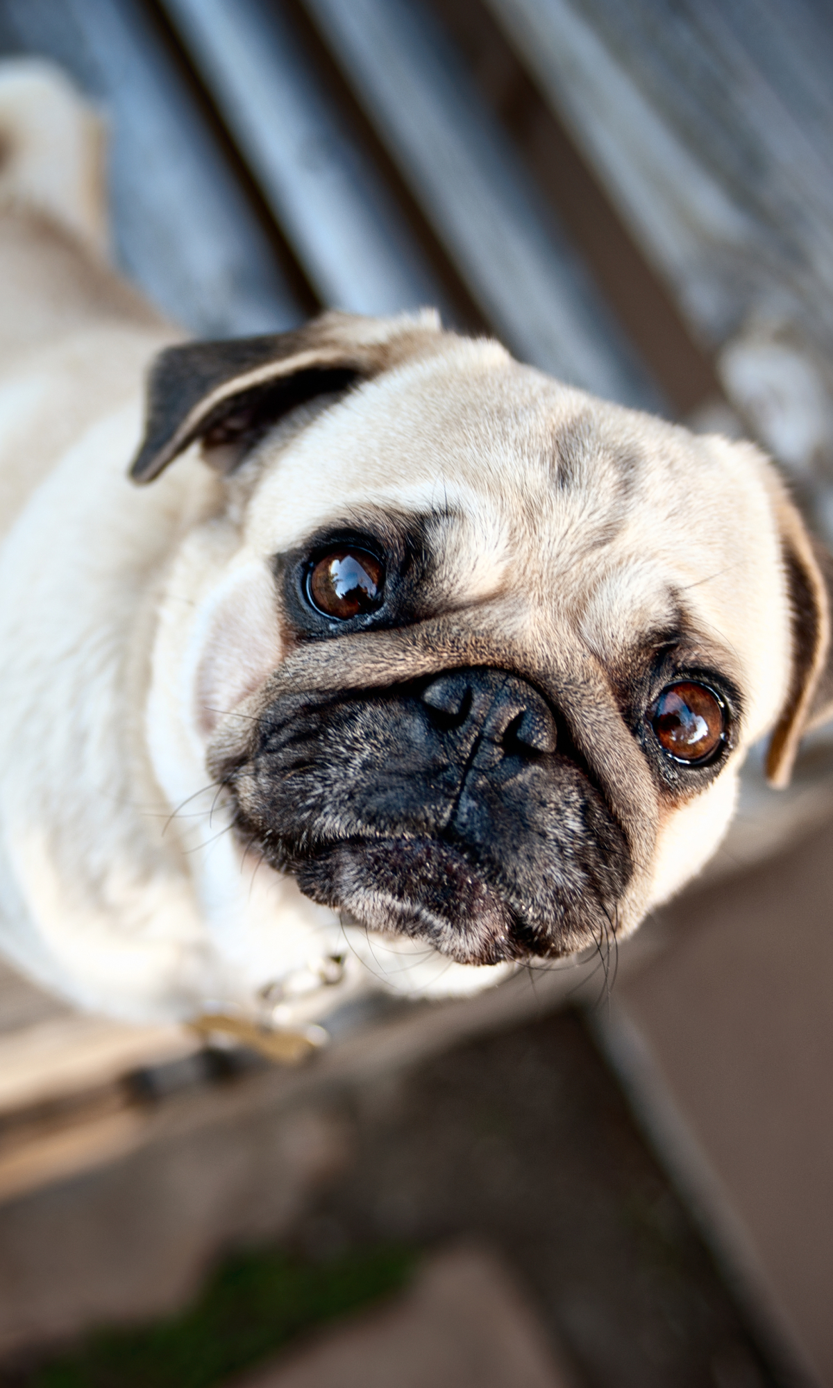 Download mobile wallpaper Dogs, Animal, Pug for free.