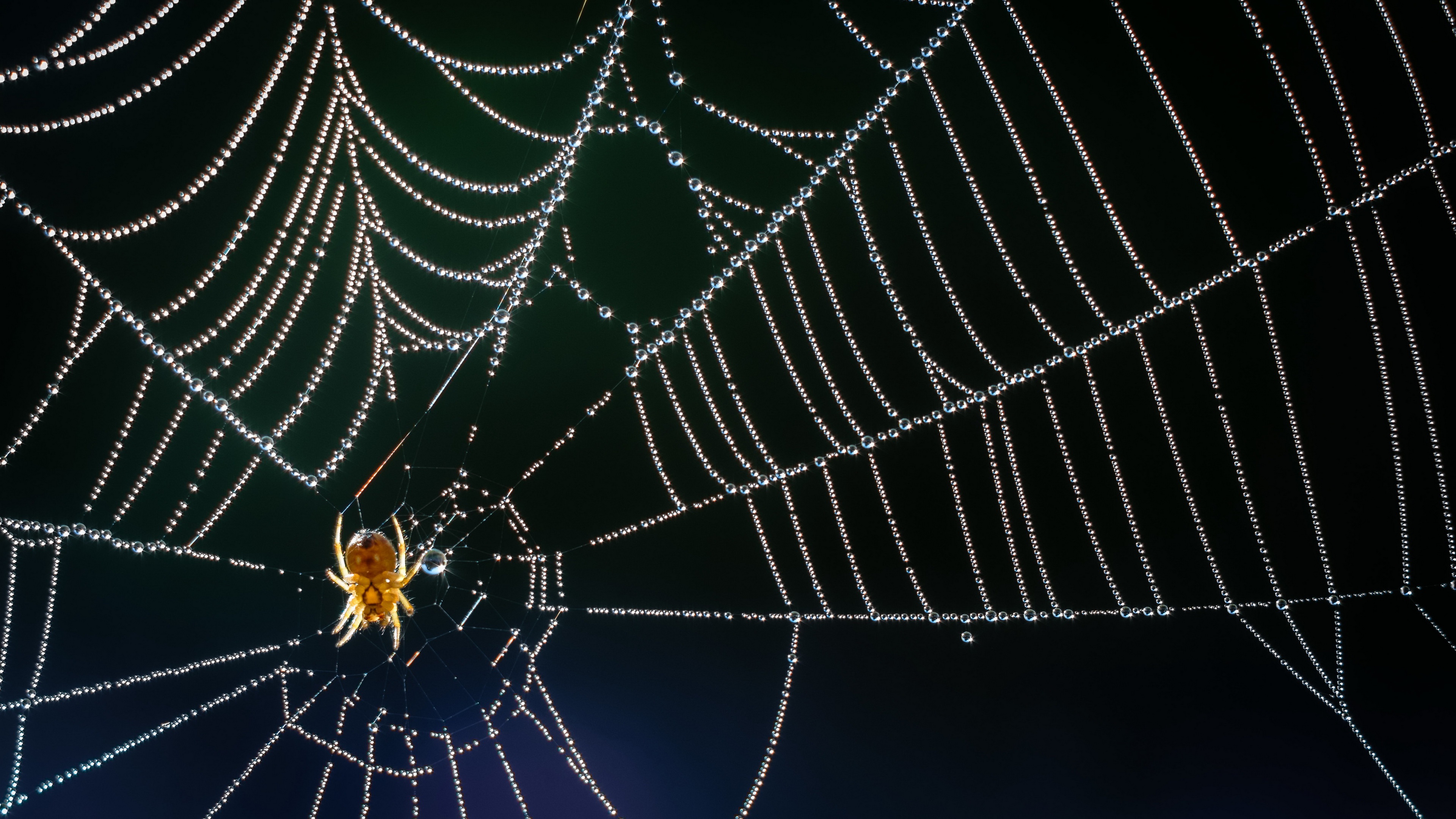 Téléchargez gratuitement l'image Animaux, Araignées, Macro, Araignée, Arachnide, Toile D'araignée sur le bureau de votre PC