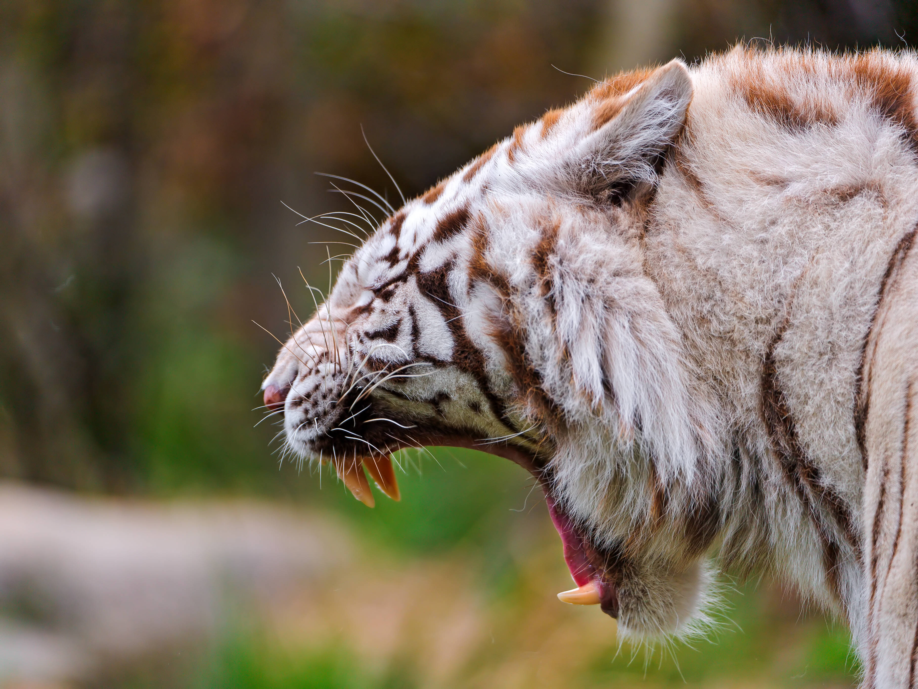 Free download wallpaper White Tiger, Cats, Animal on your PC desktop