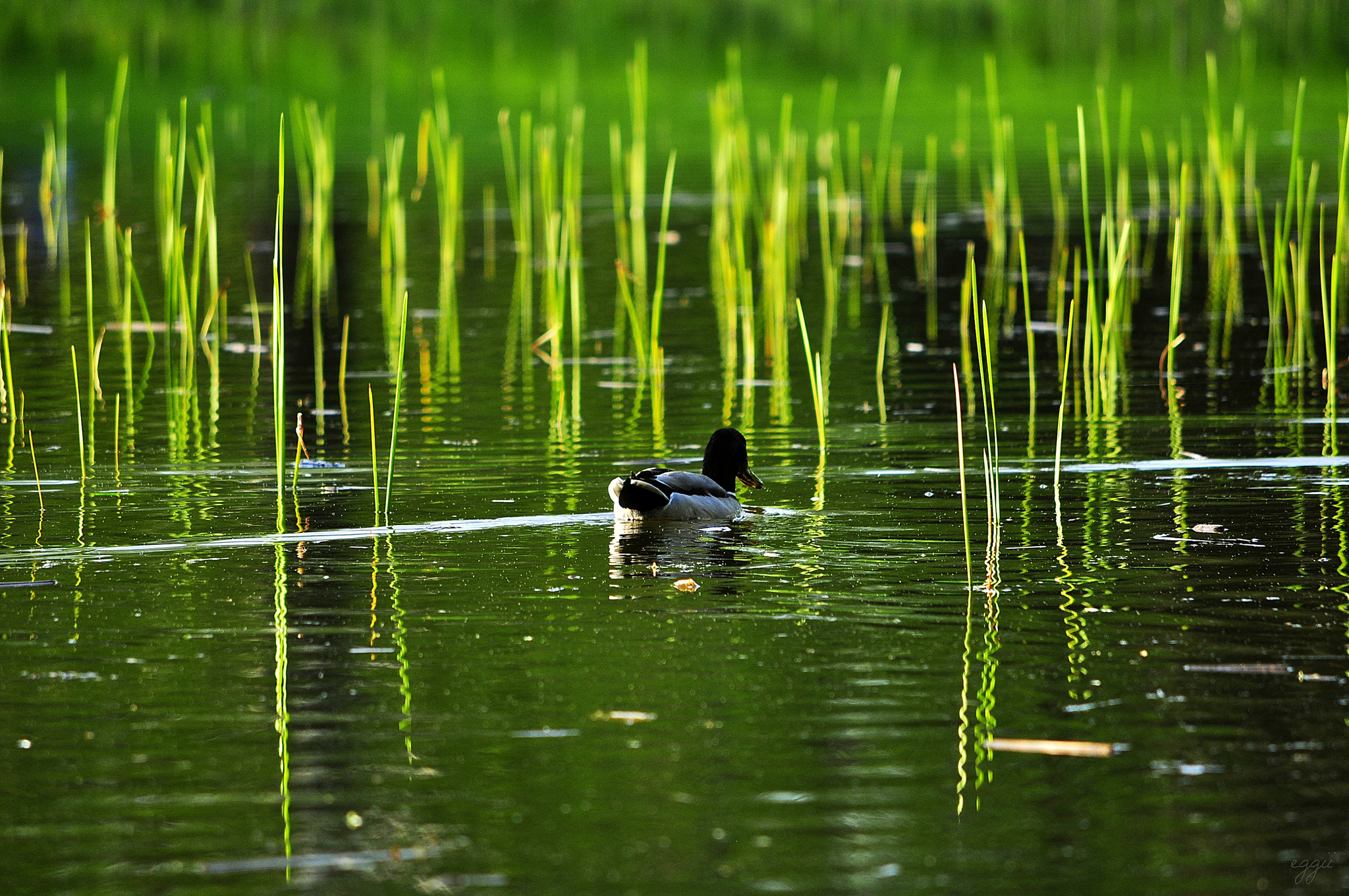 Download mobile wallpaper Duck, Birds, Animal for free.