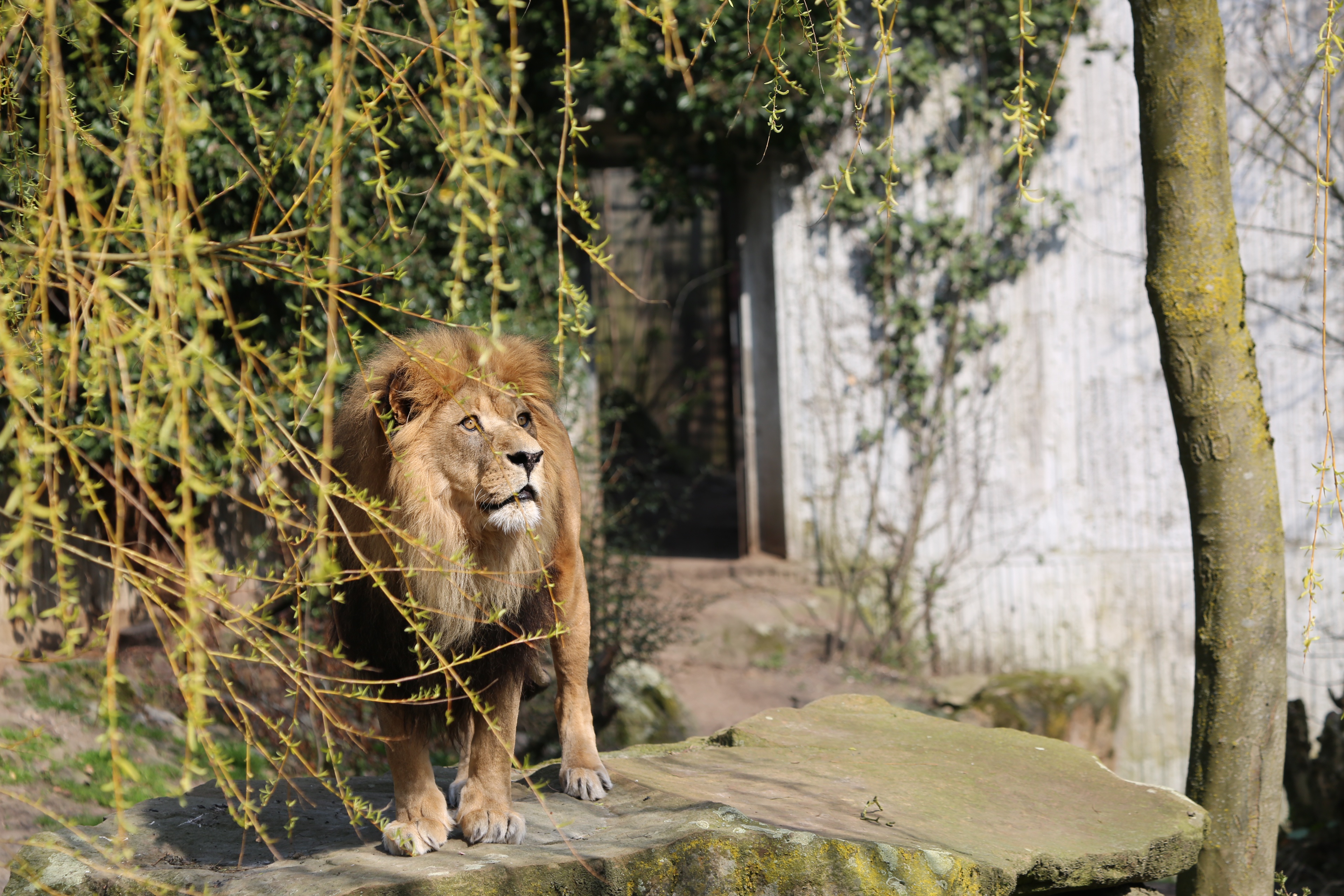 Descarga gratuita de fondo de pantalla para móvil de León, Gatos, Animales.