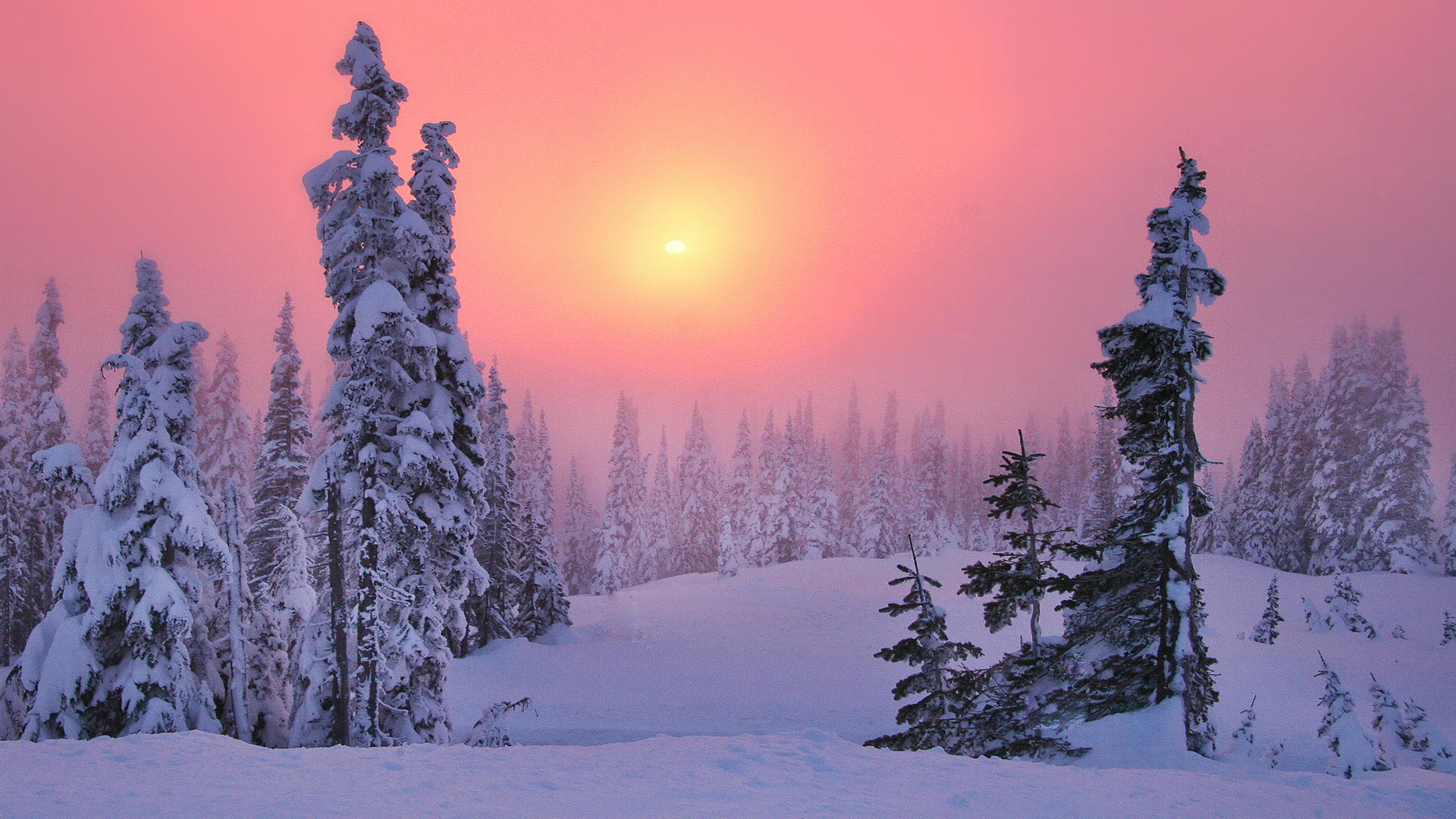 Téléchargez gratuitement l'image Hiver, Coucher De Soleil, Forêt, Arbre, Terre/nature, Neiger sur le bureau de votre PC