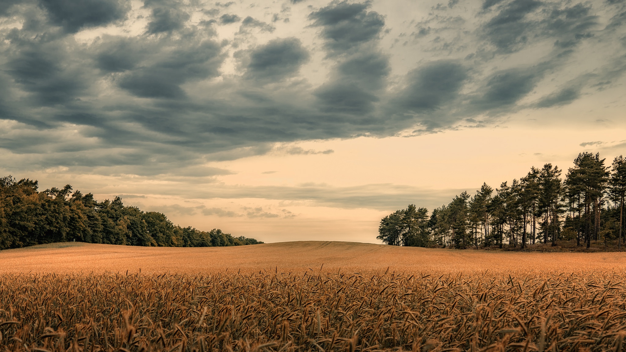 Download mobile wallpaper Nature, Summer, Wheat, Earth, Field, Cloud for free.