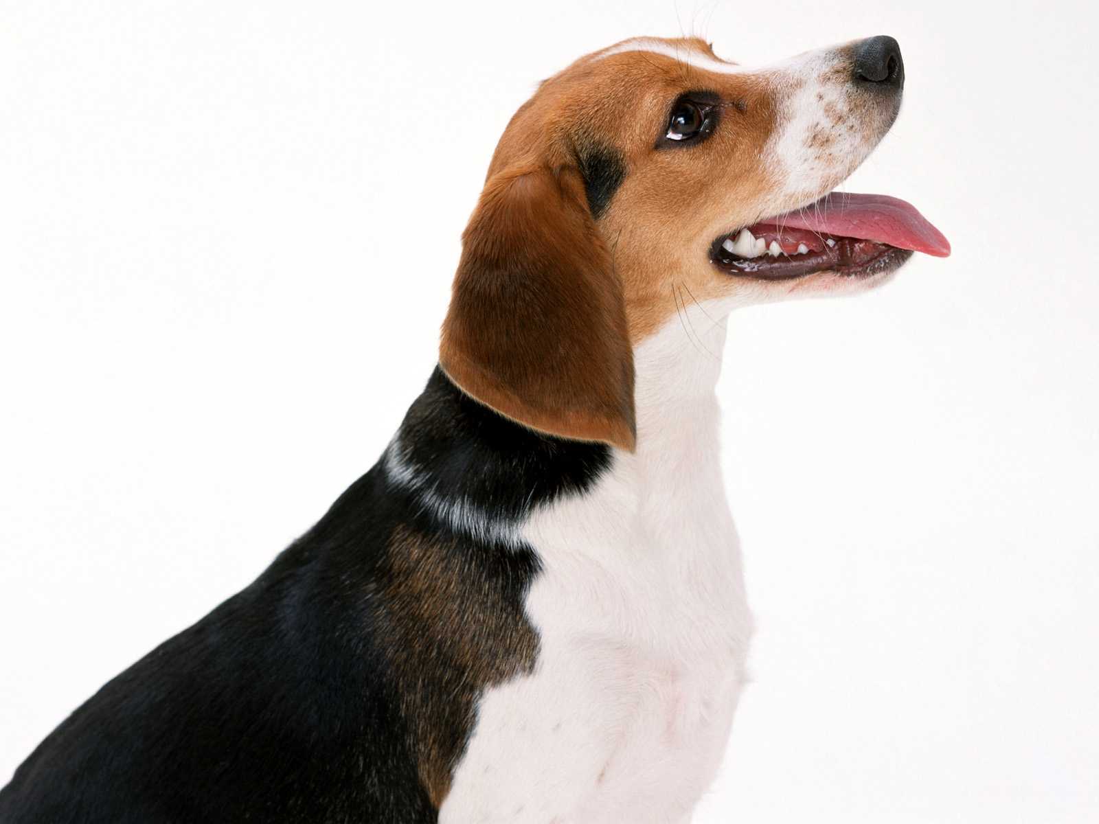 Baixar papel de parede para celular de Beagle, Cães, Cão, Animais gratuito.